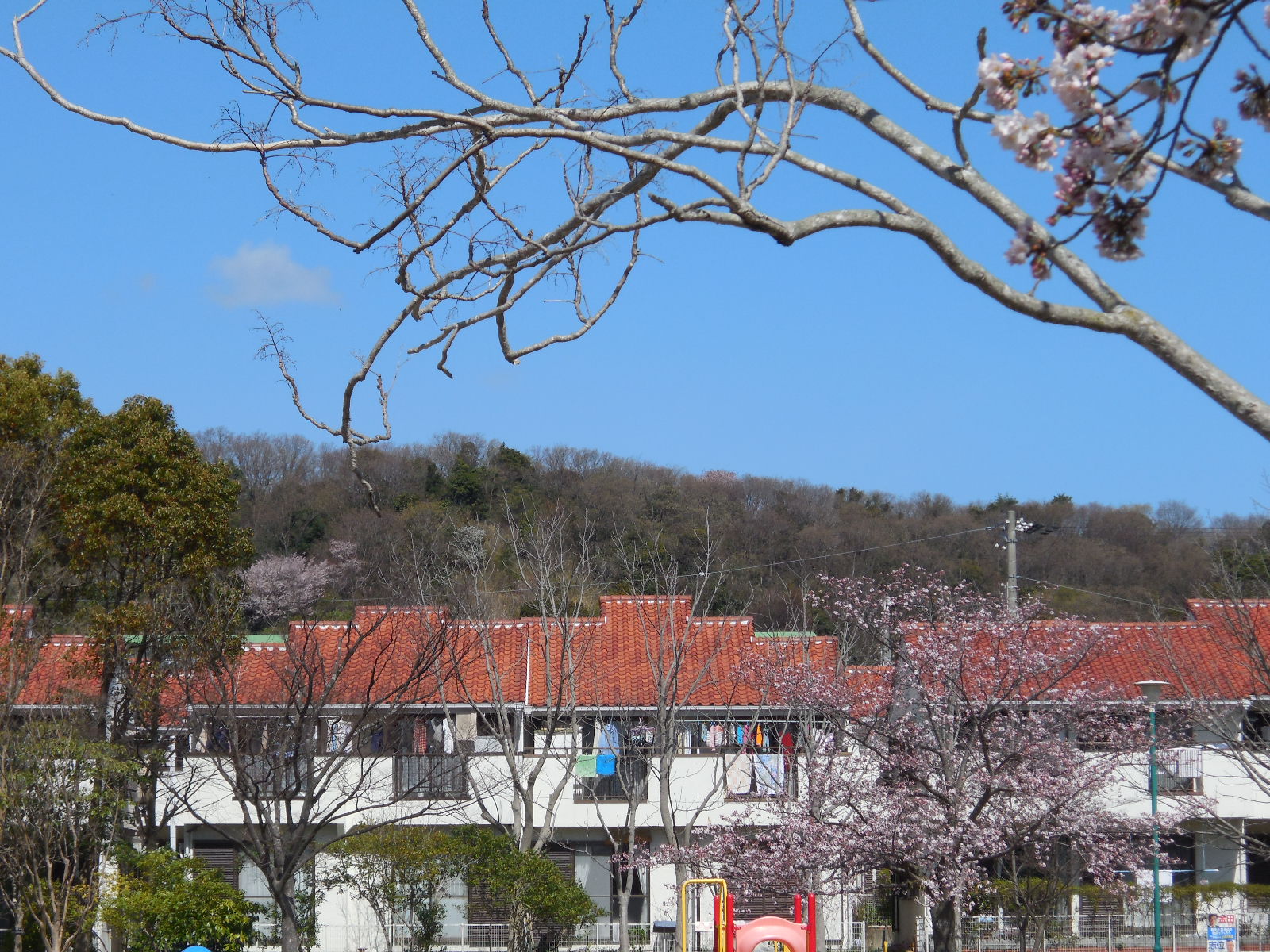 山奥の山桜