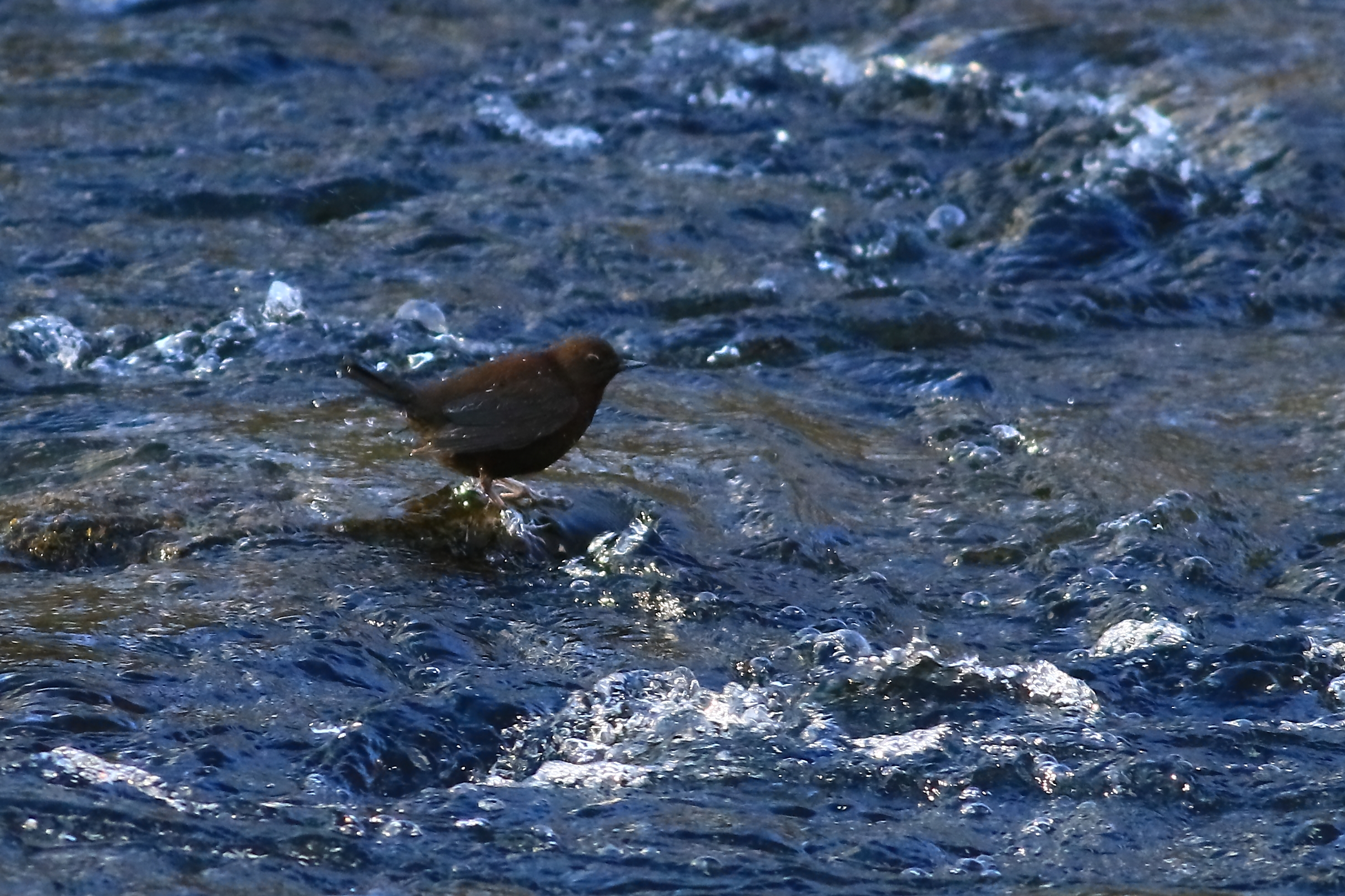水中の岩にカワガラス