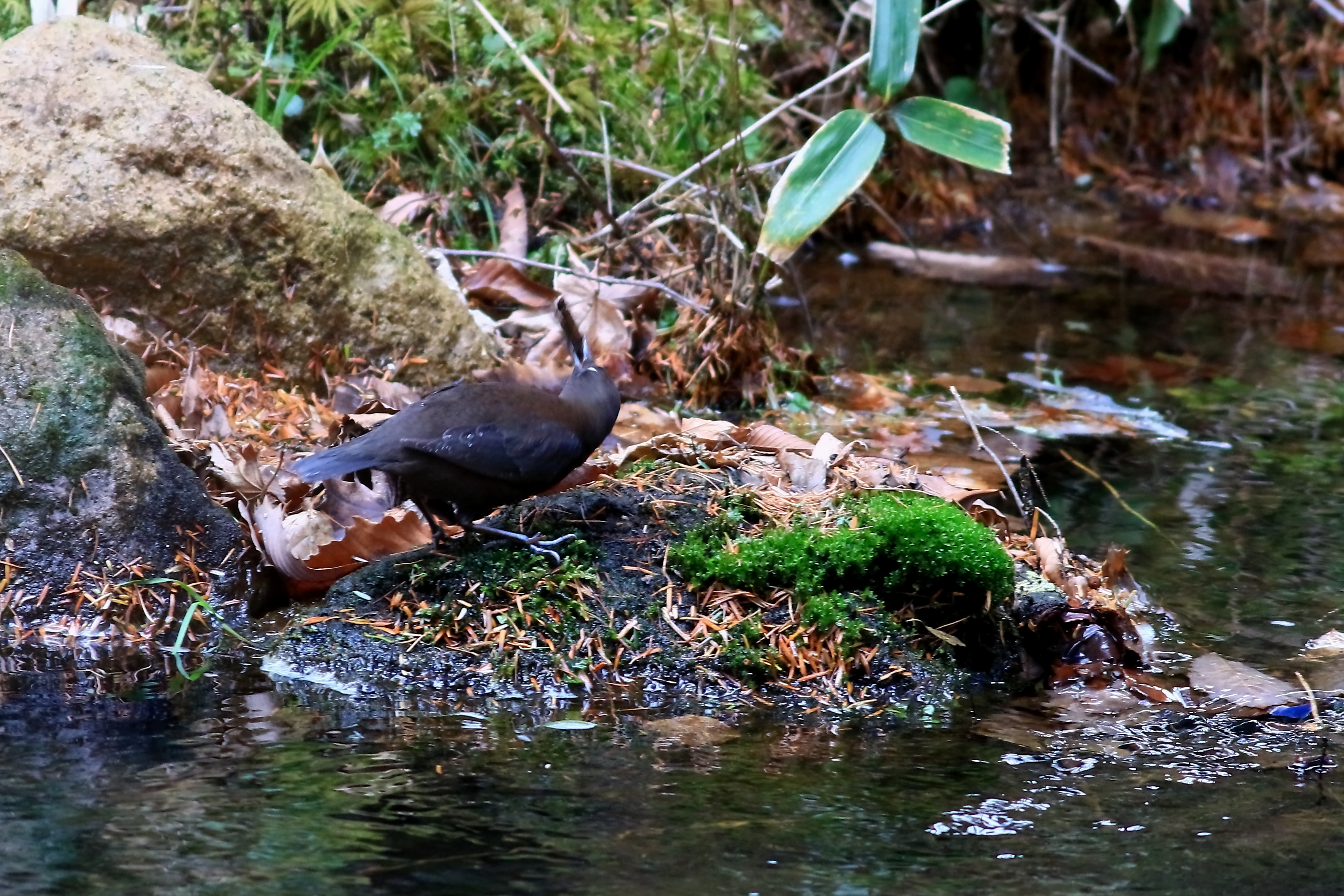 捕食するカワガラス