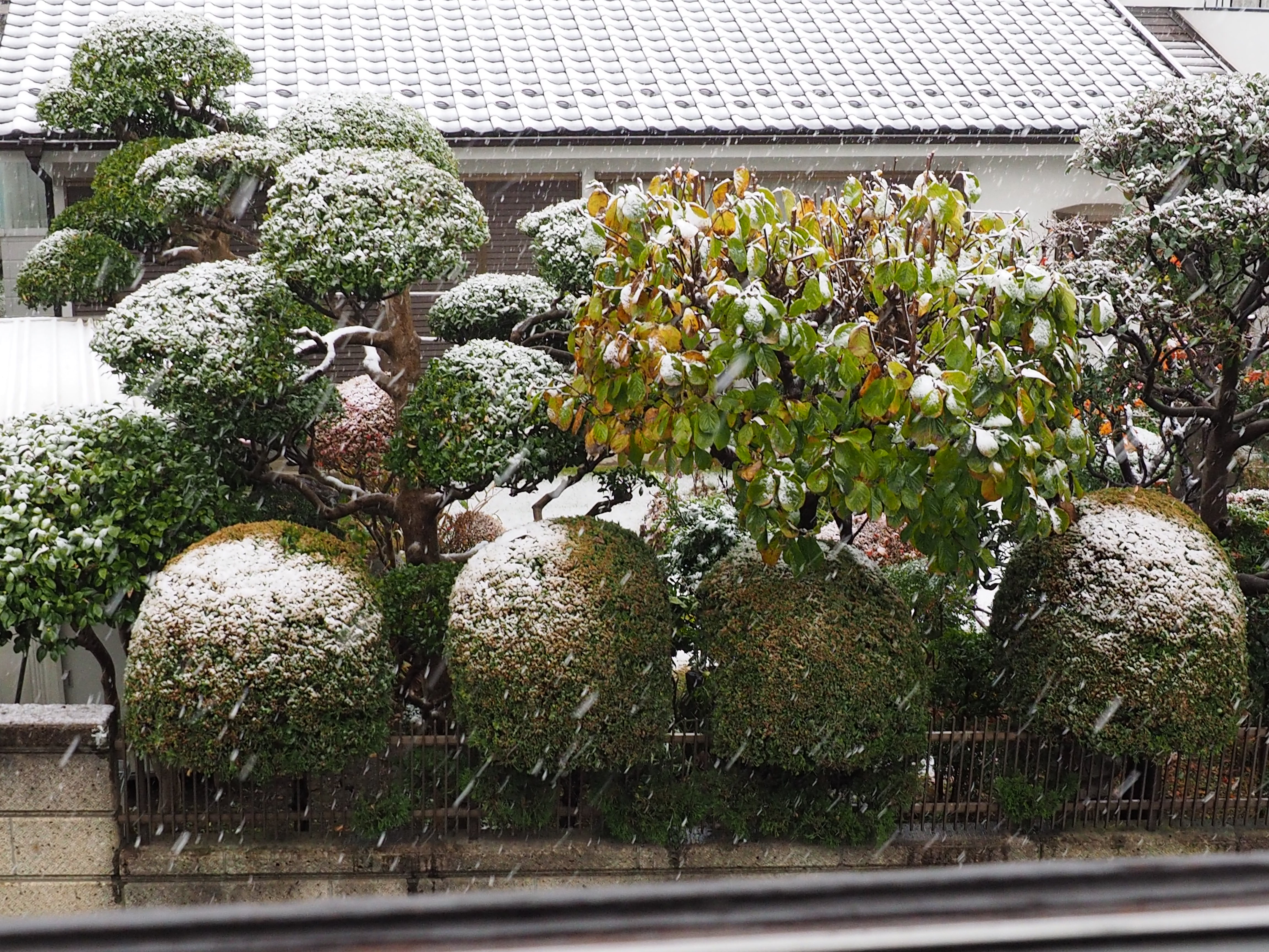 今朝の雪