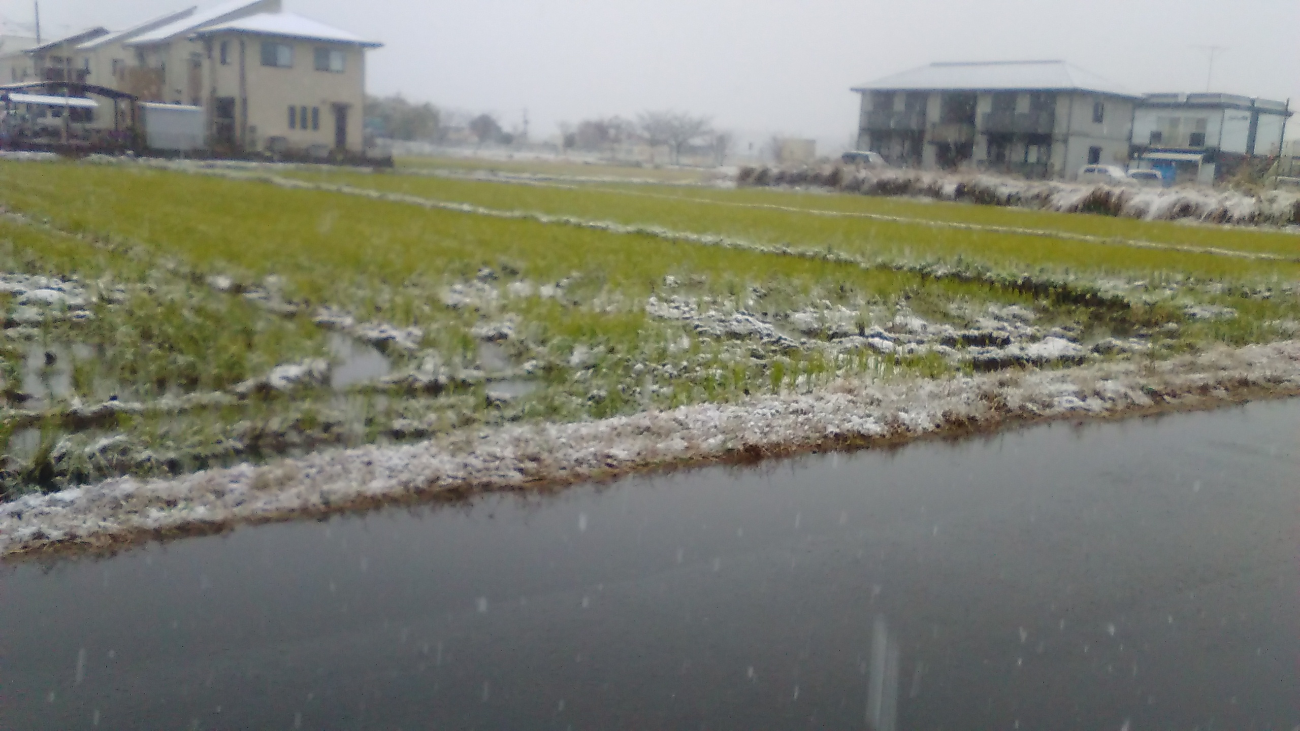 初雪3