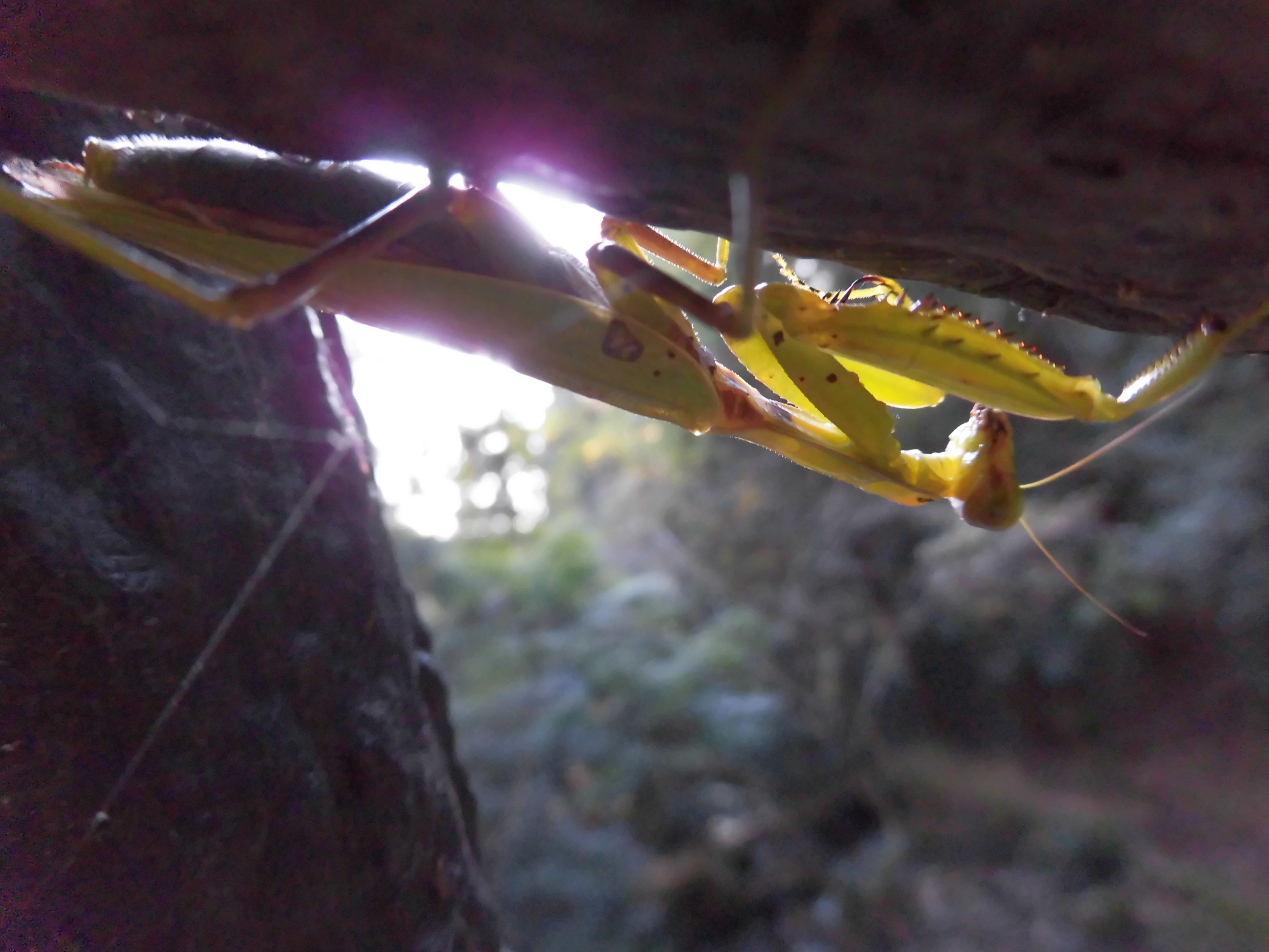月の光に照らされて「カマキリ」