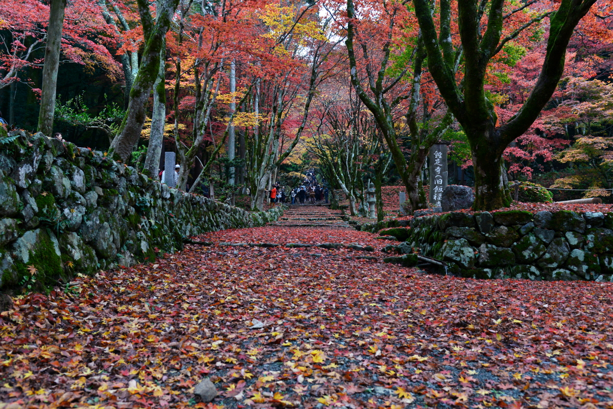 秋の通り道