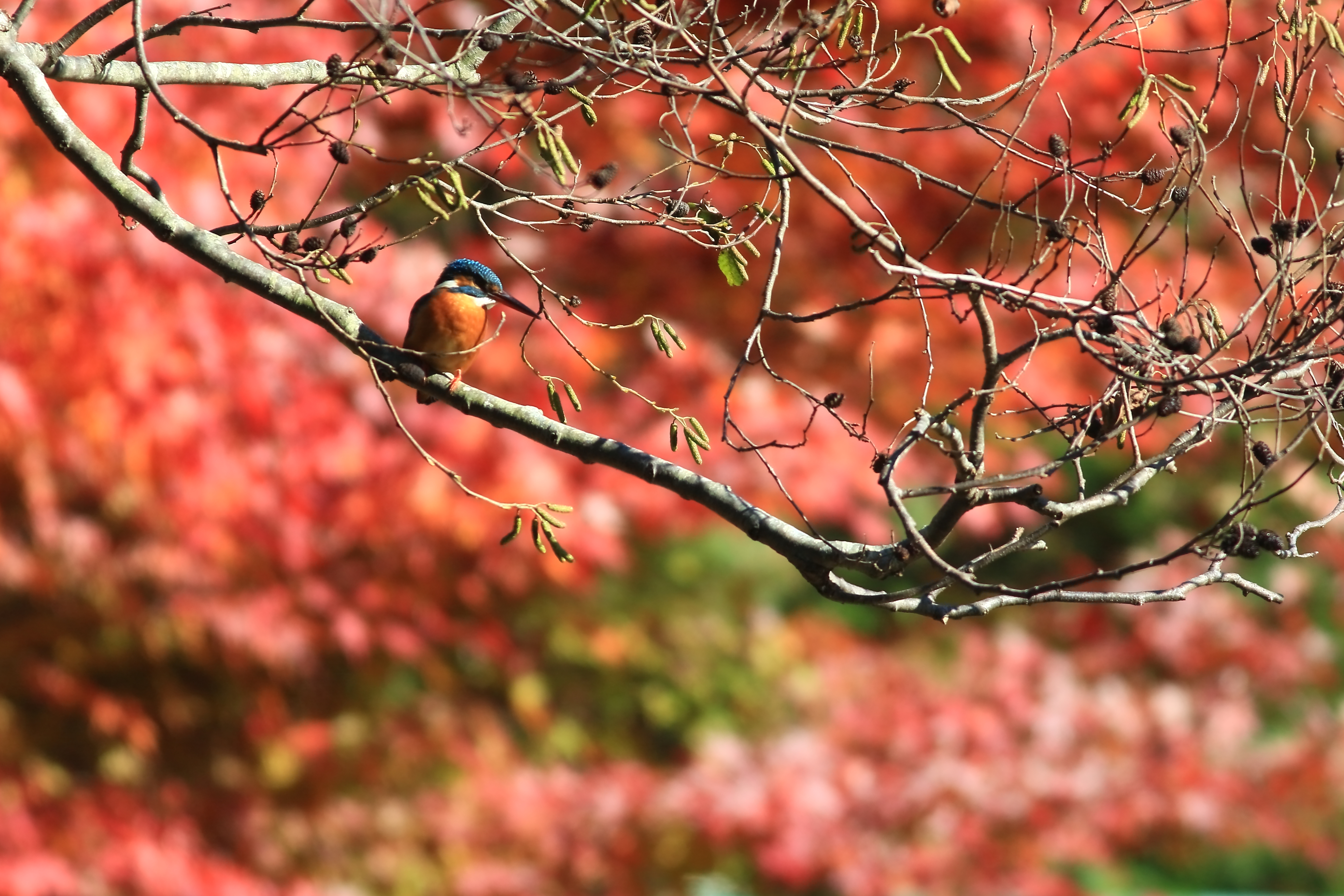 紅葉にカワセミ