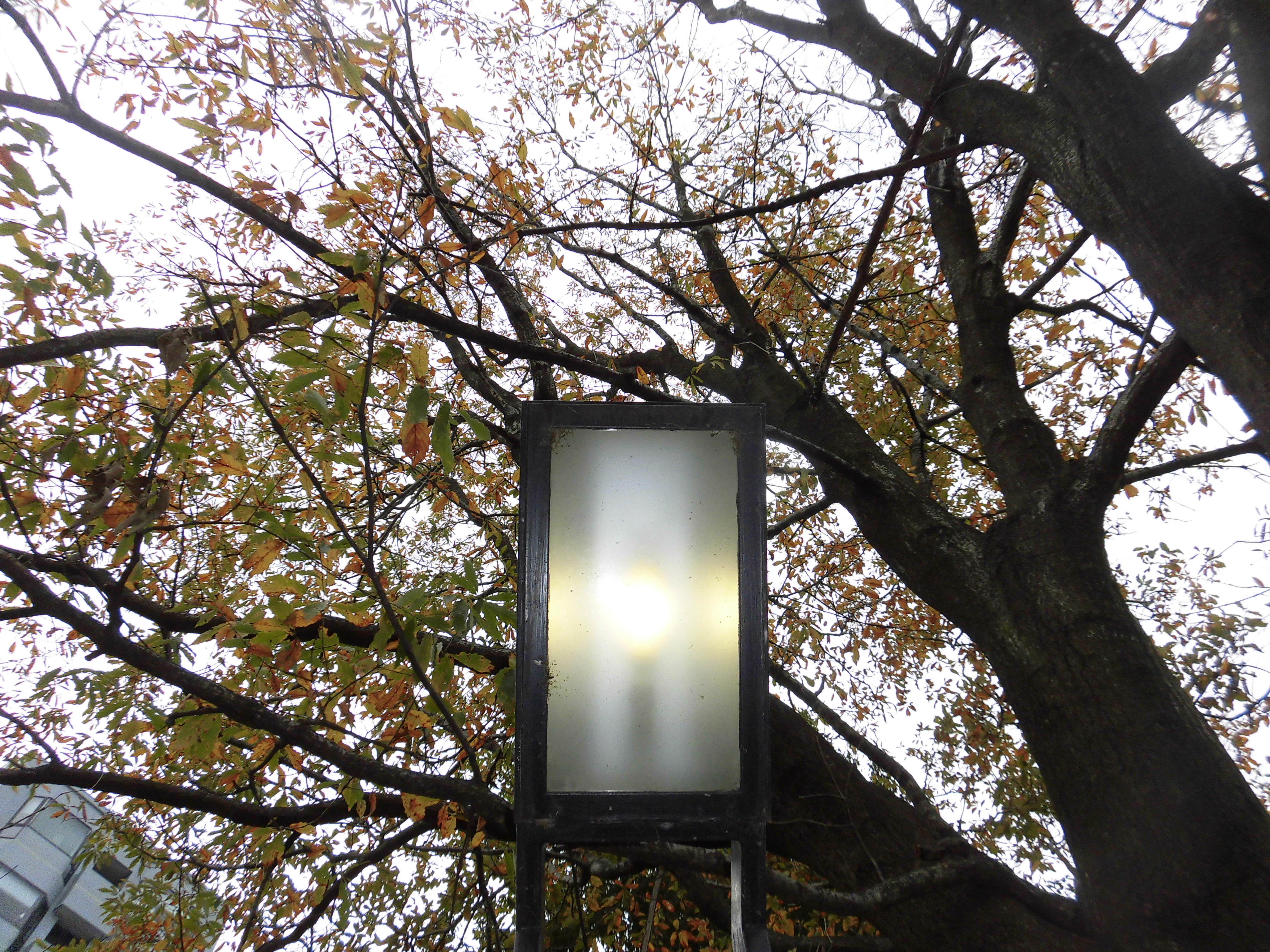 電灯
