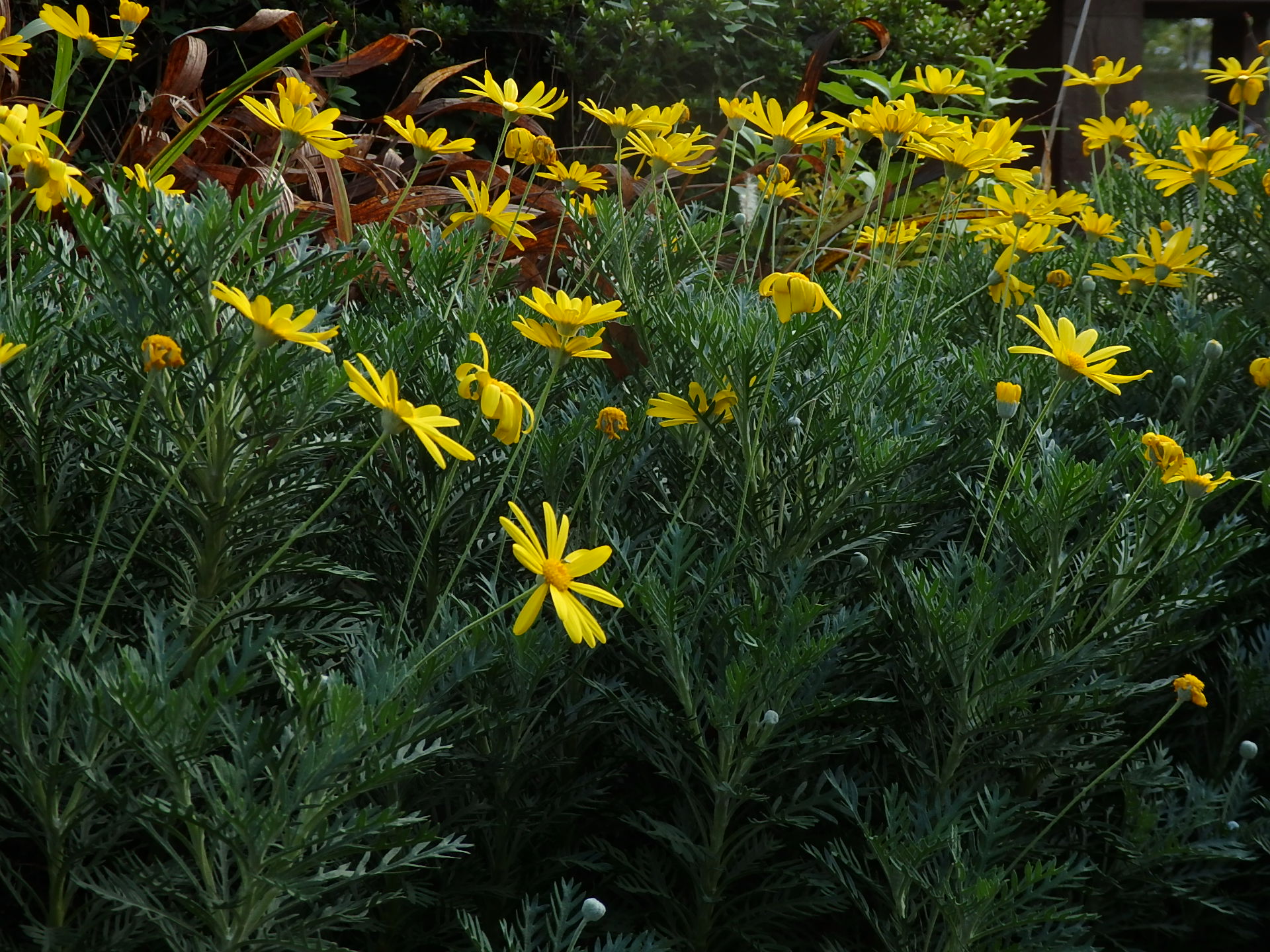 公園の菊