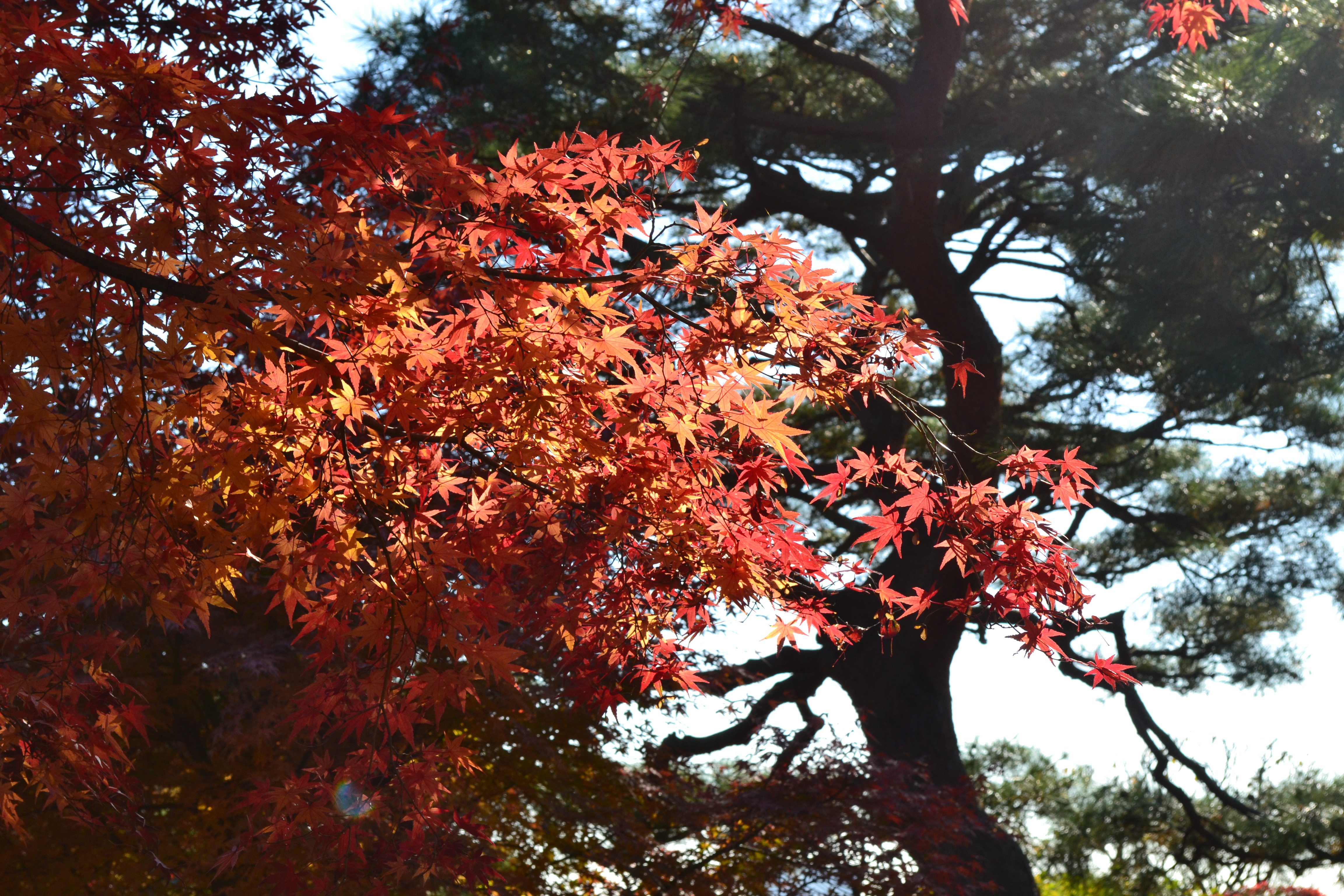 紅葉したもみじと松の木との競演