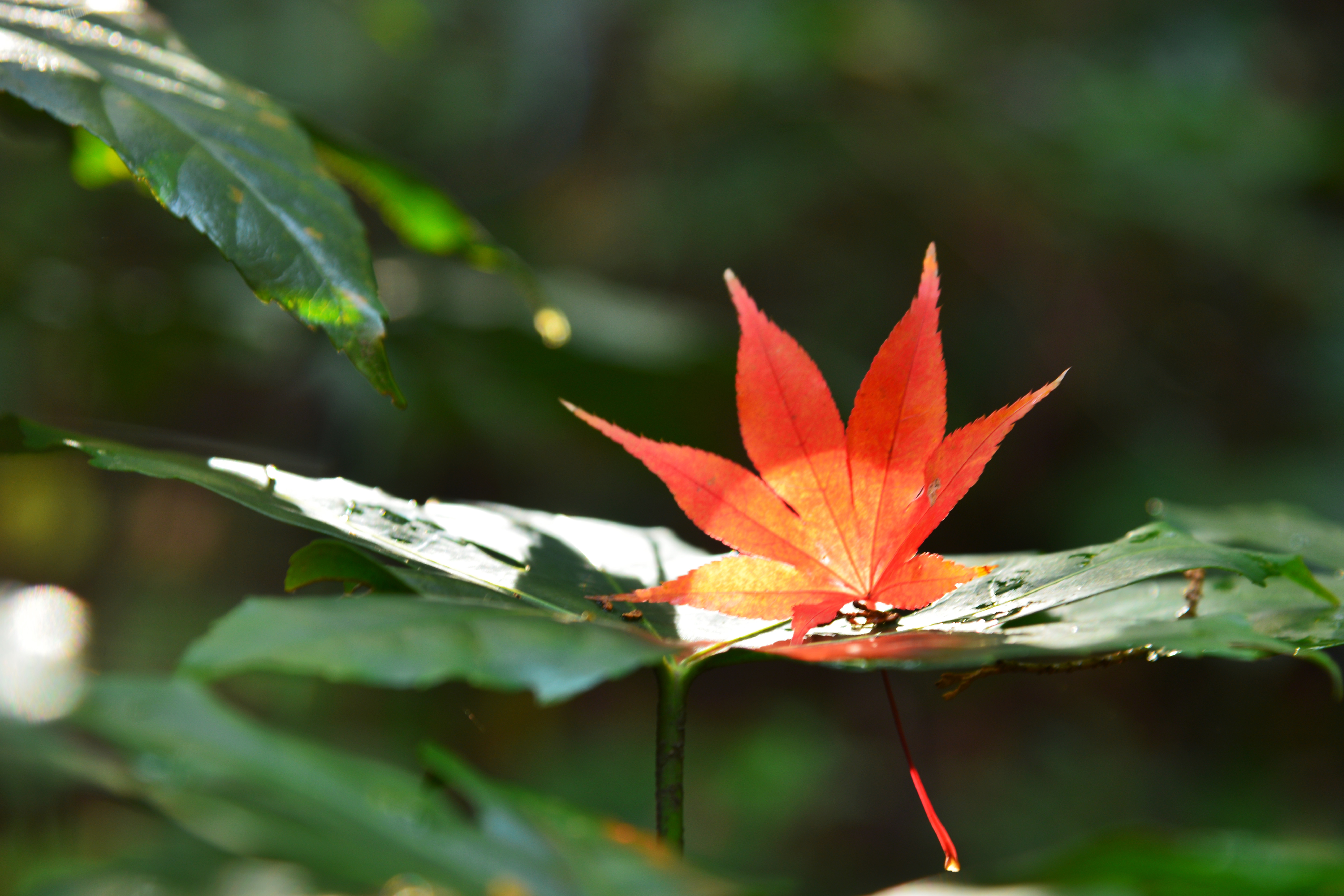 紅が映える