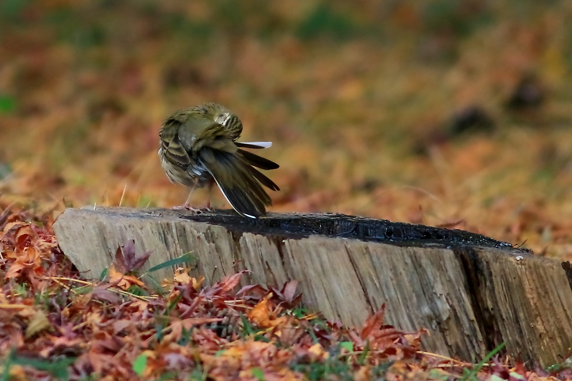 羽は鳥の命 ♪