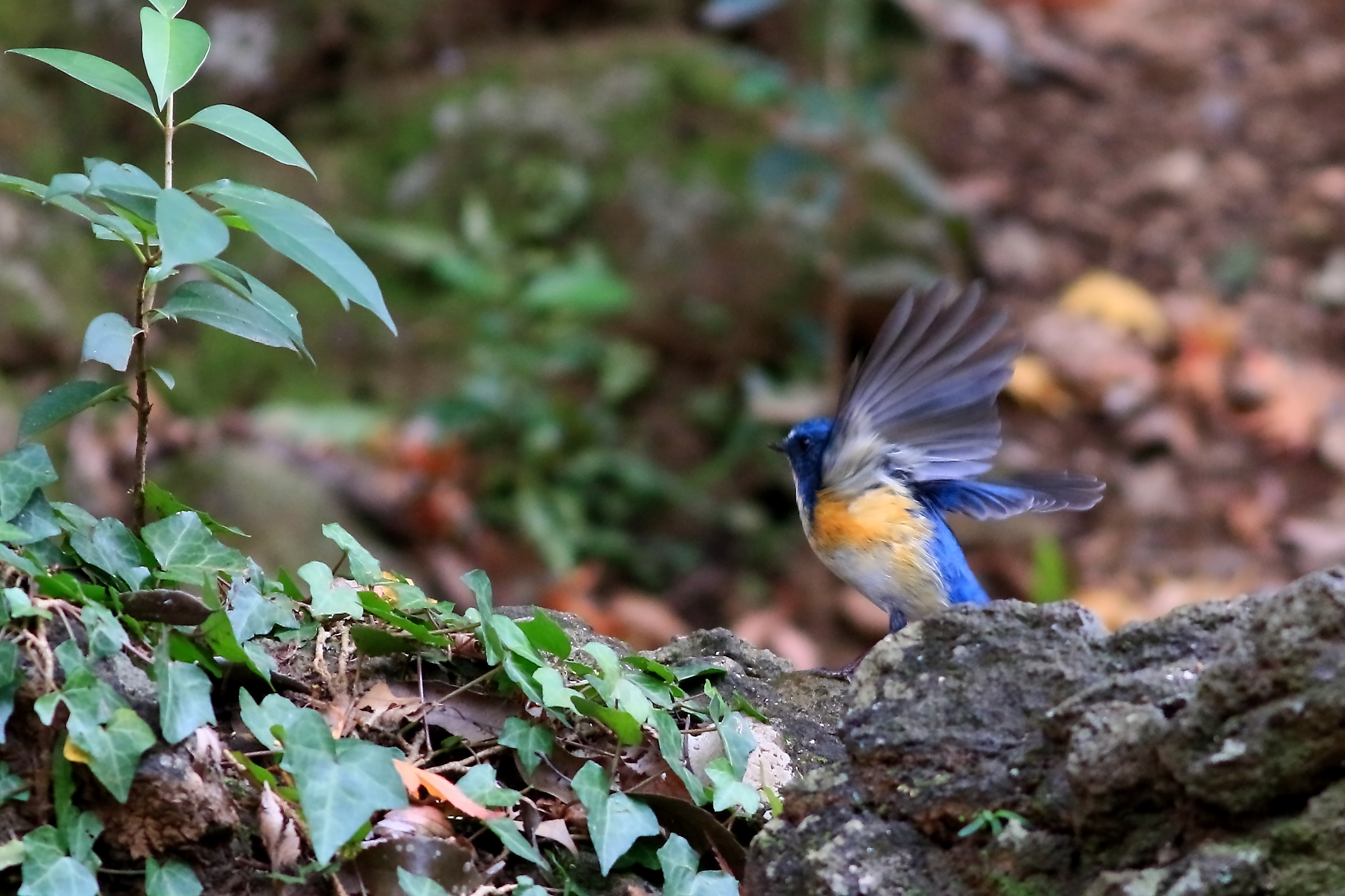 飛び出す青い鳥 ♪