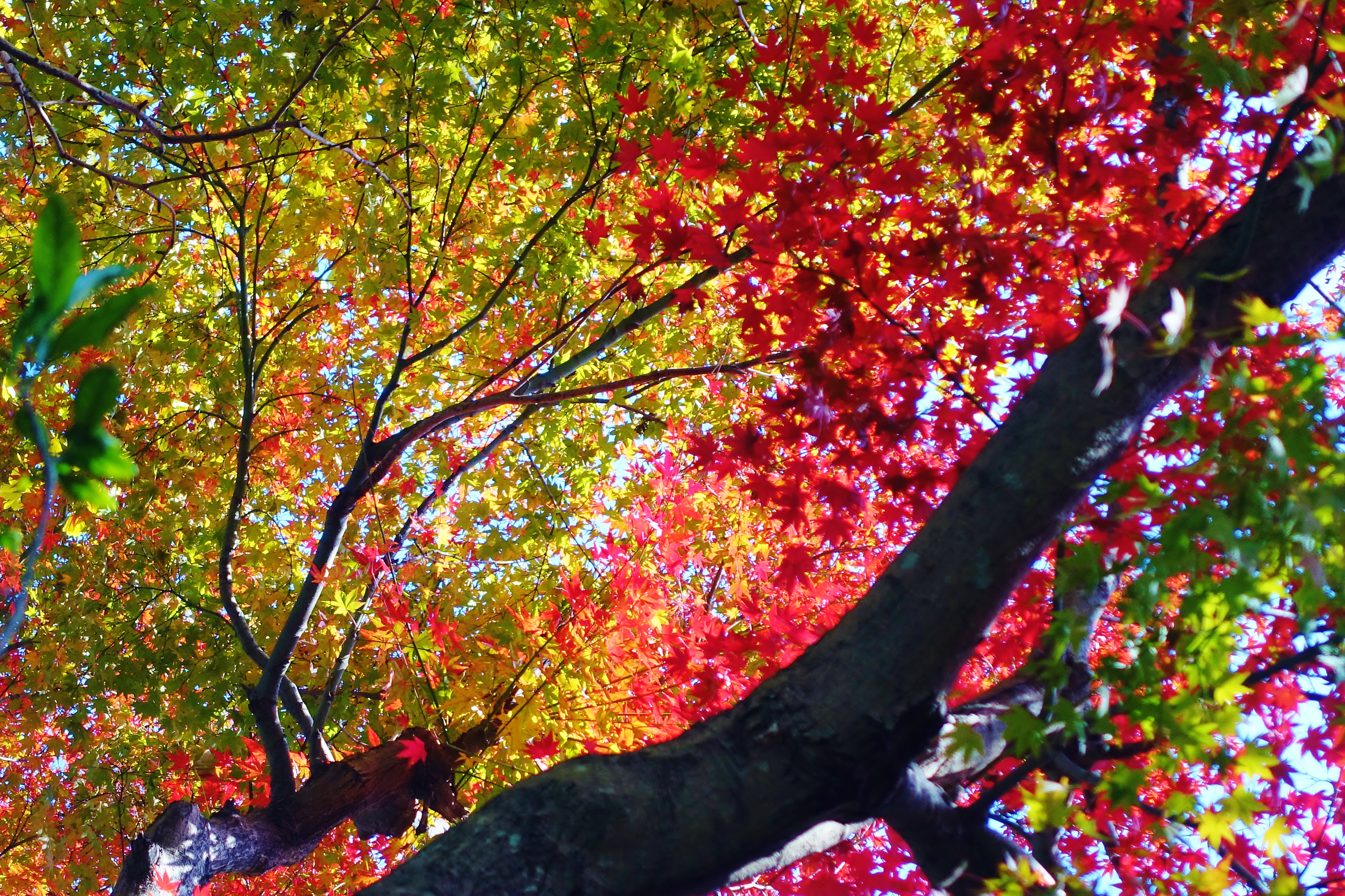 見納めの紅葉