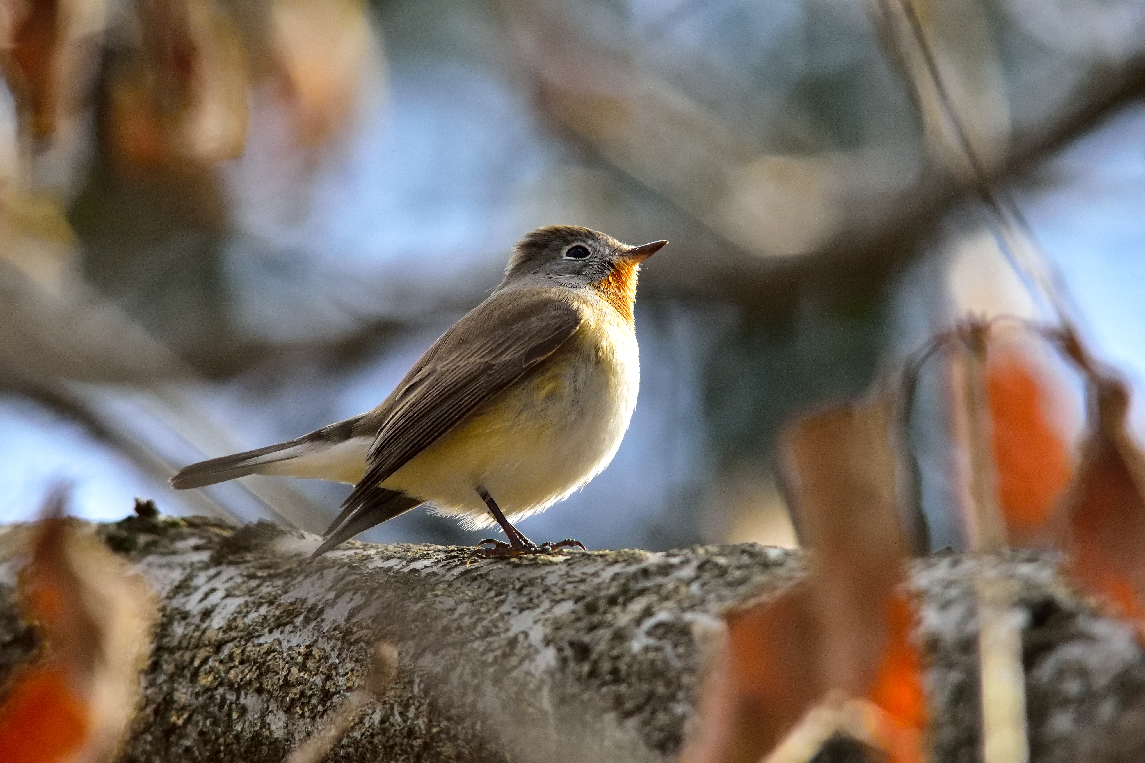 珍鳥 ニシオジロビタキ