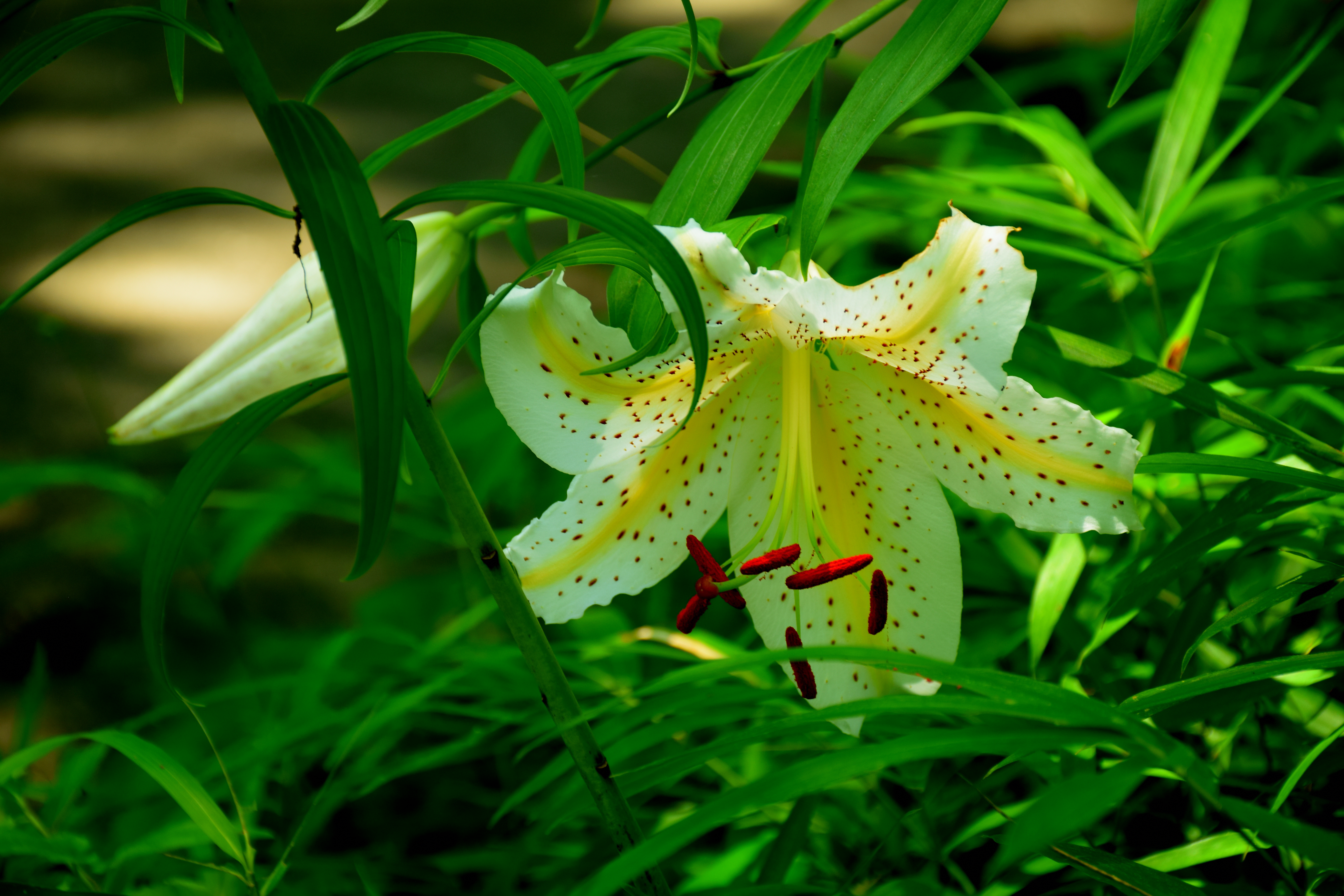 ゆり 花と蕾