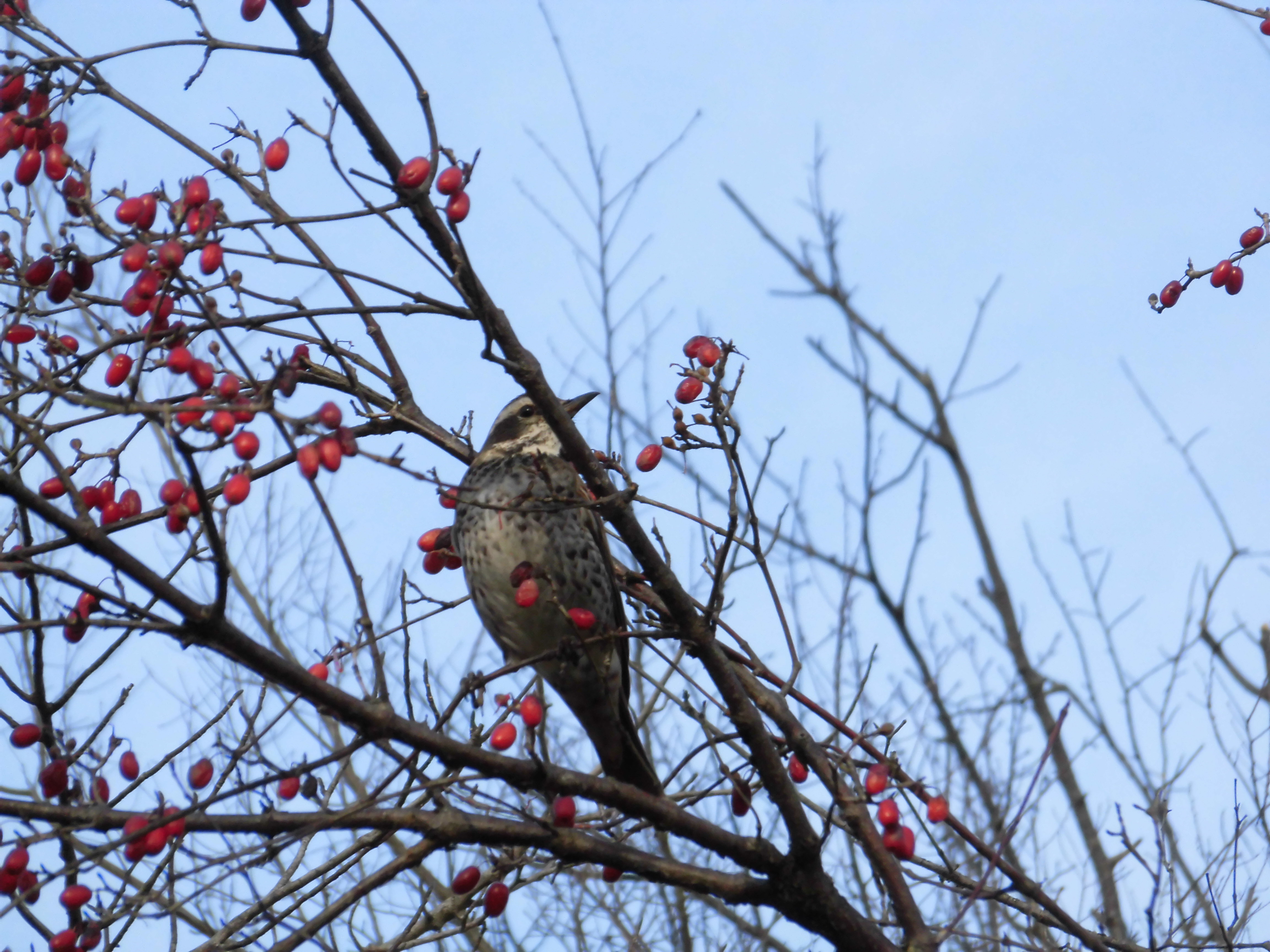 赤い実にツグミ