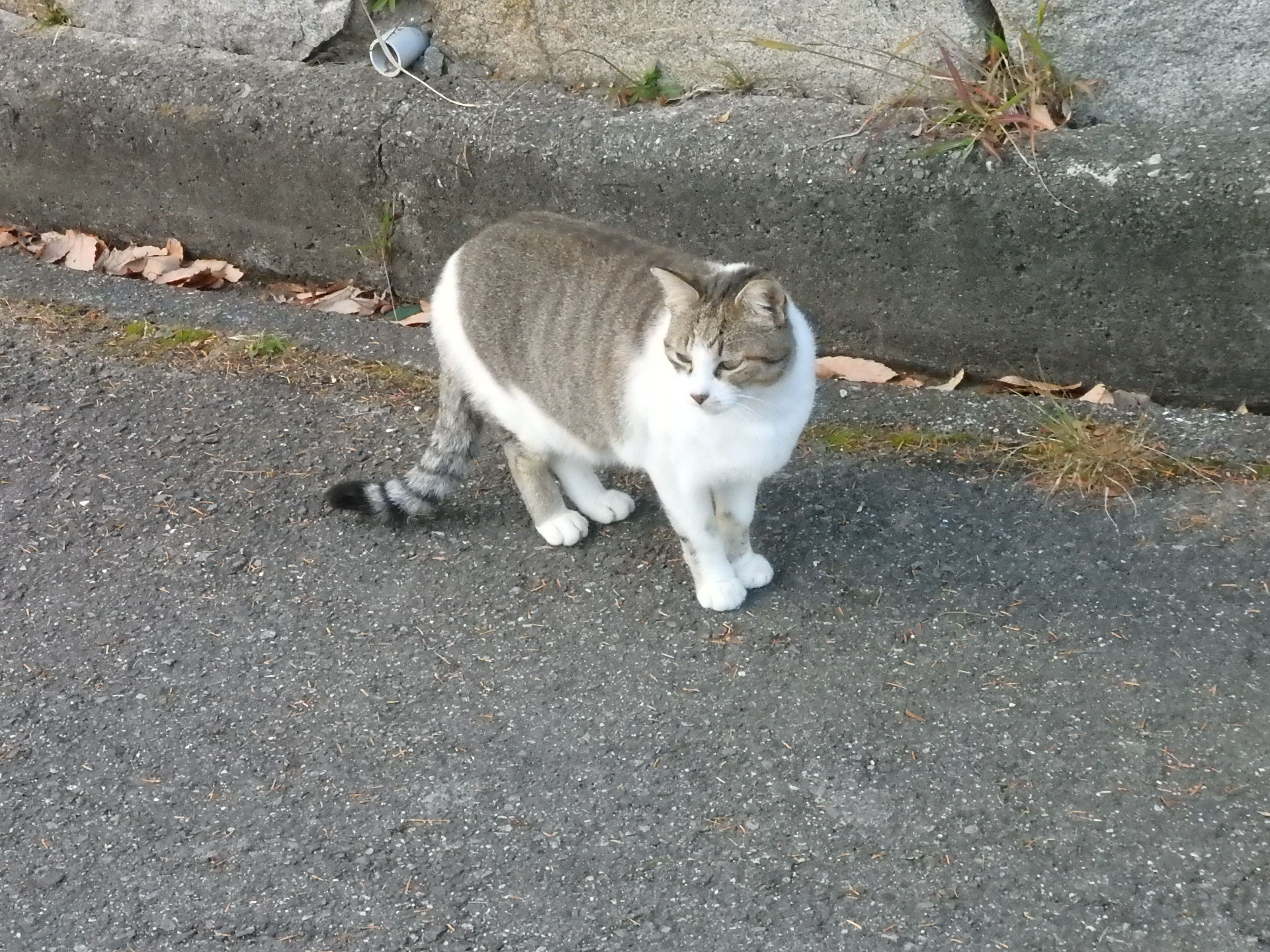 こんにちは、元気、猫ちゃん