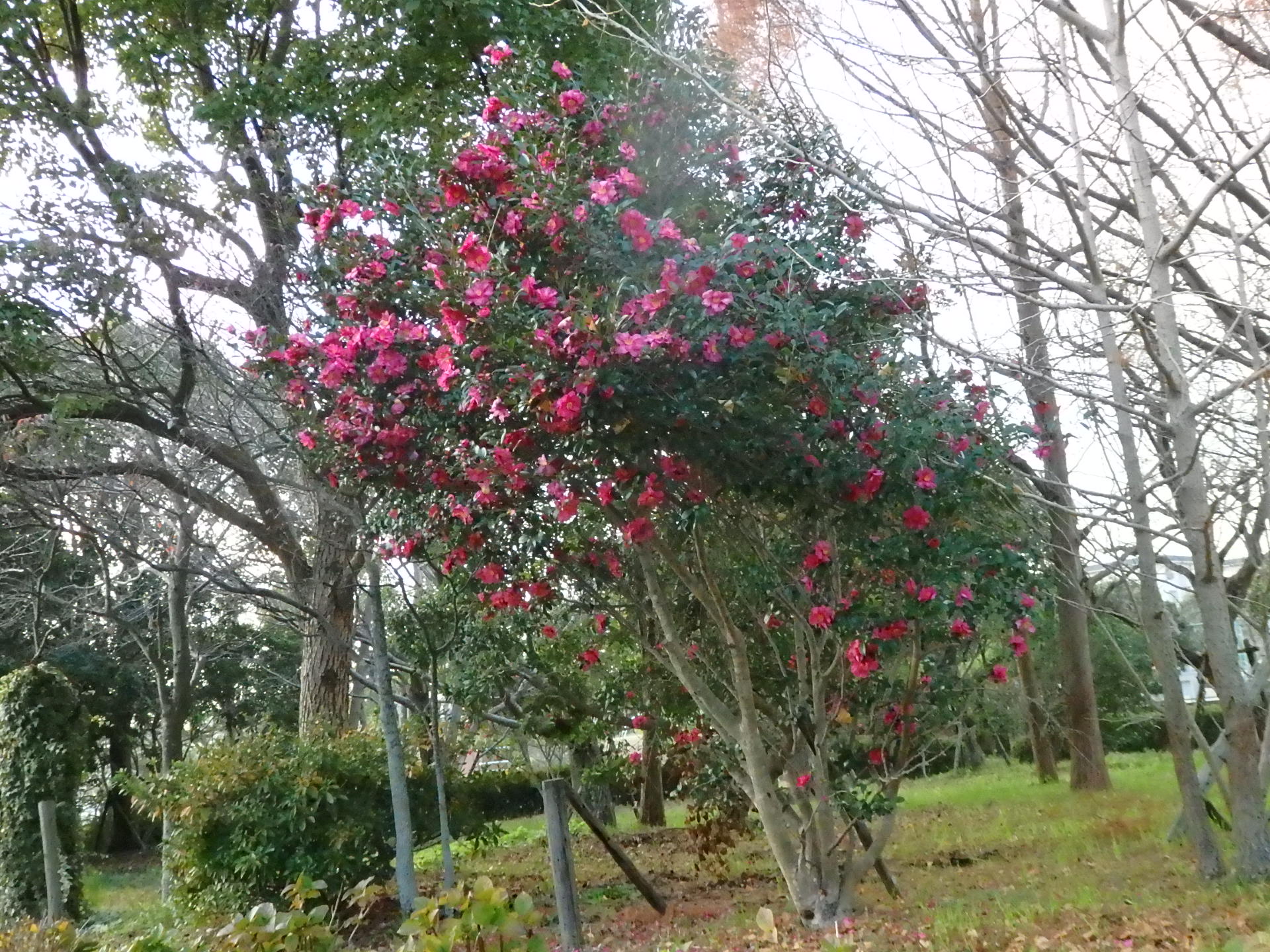 華やかに、山茶花