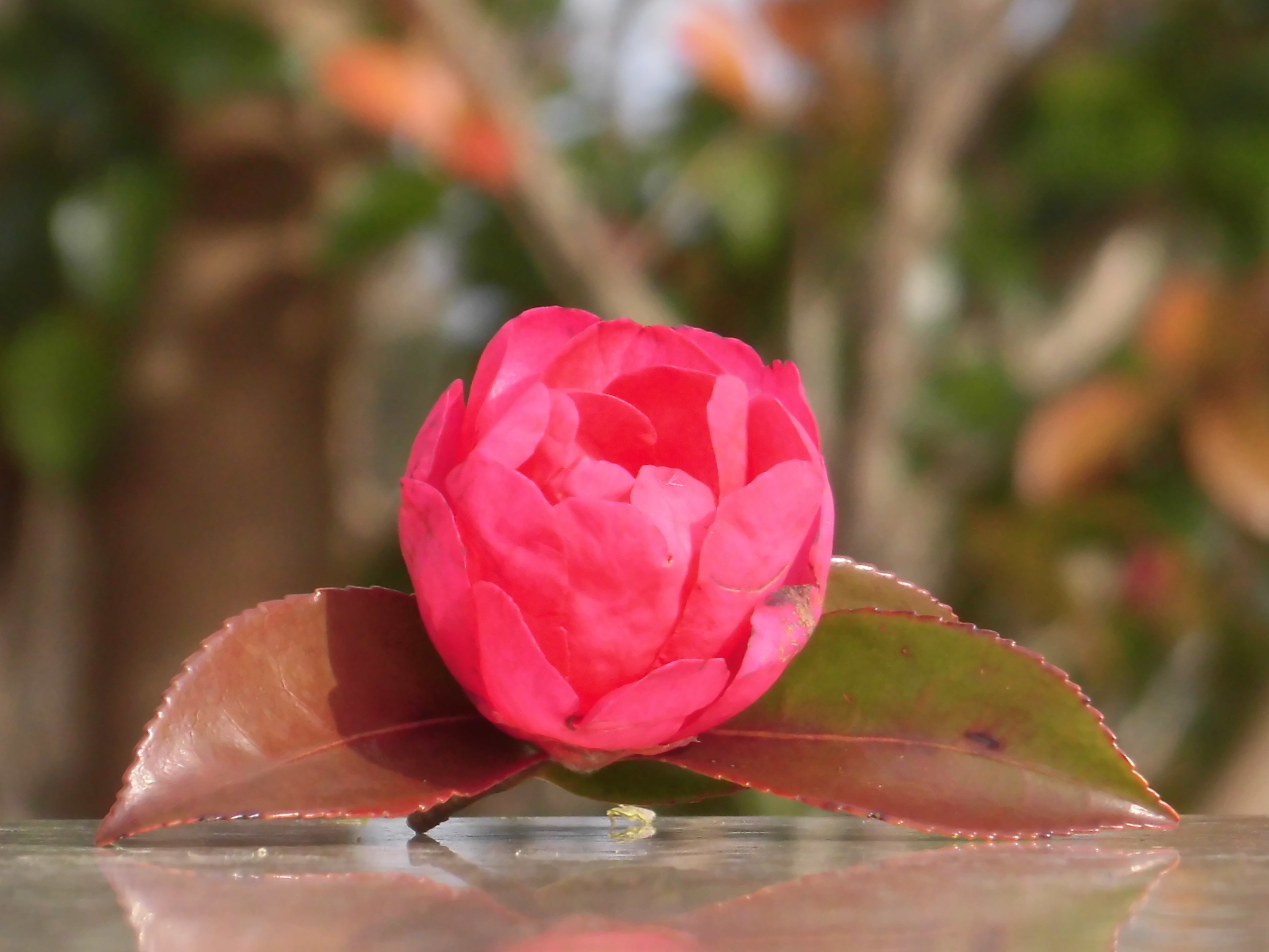 山茶花