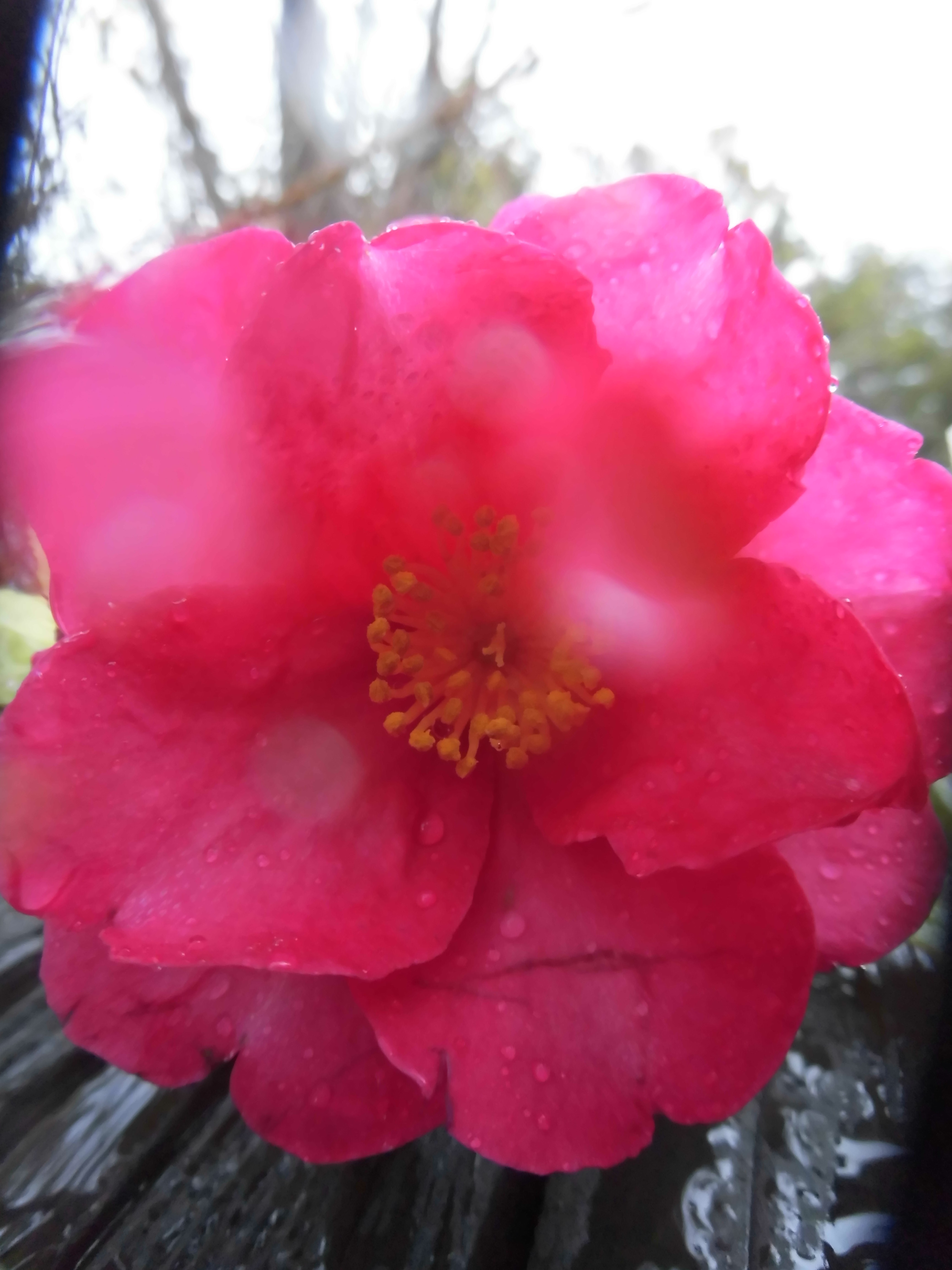 雨の中、山茶花