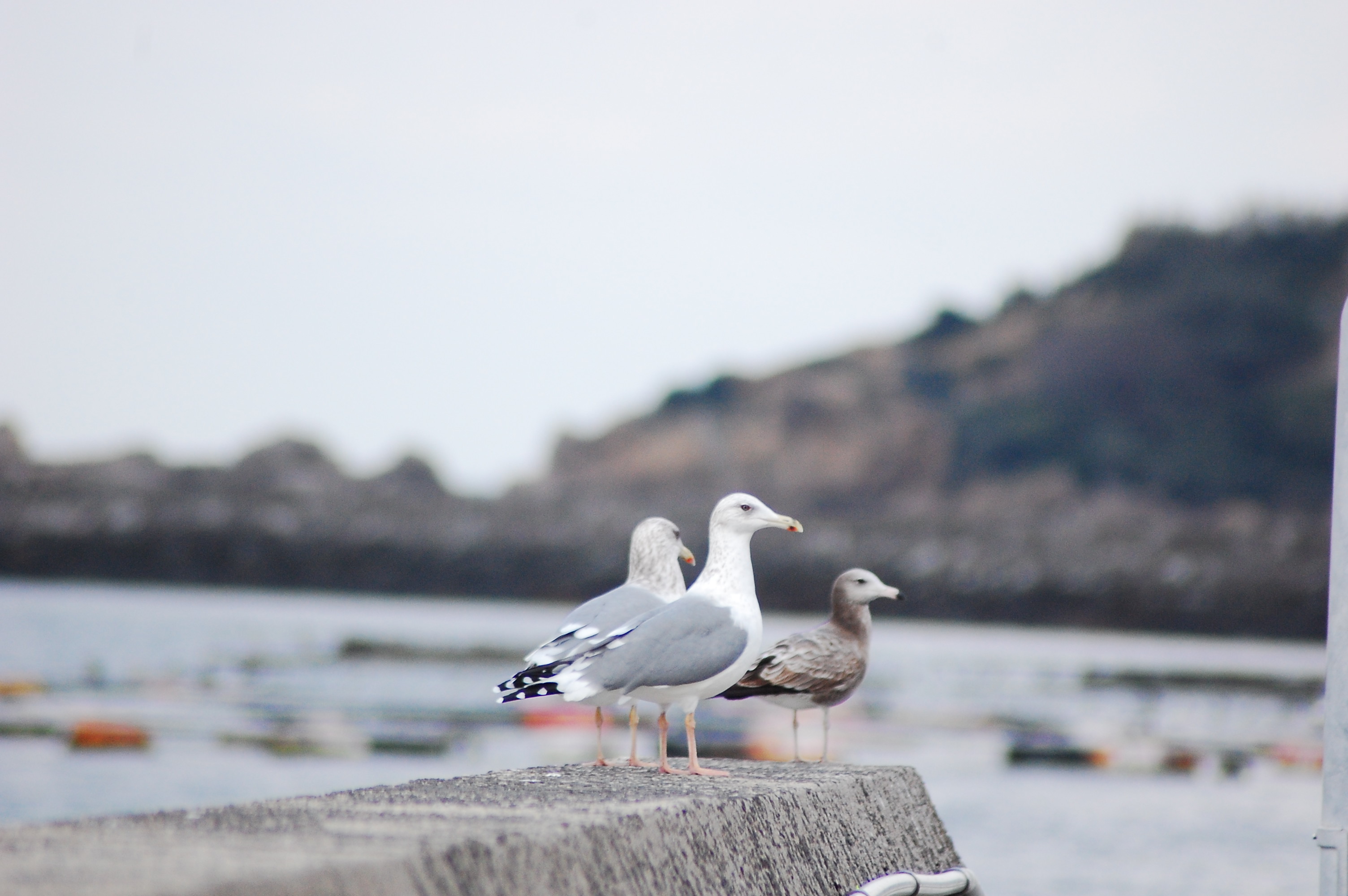 仲良し海鳥さん