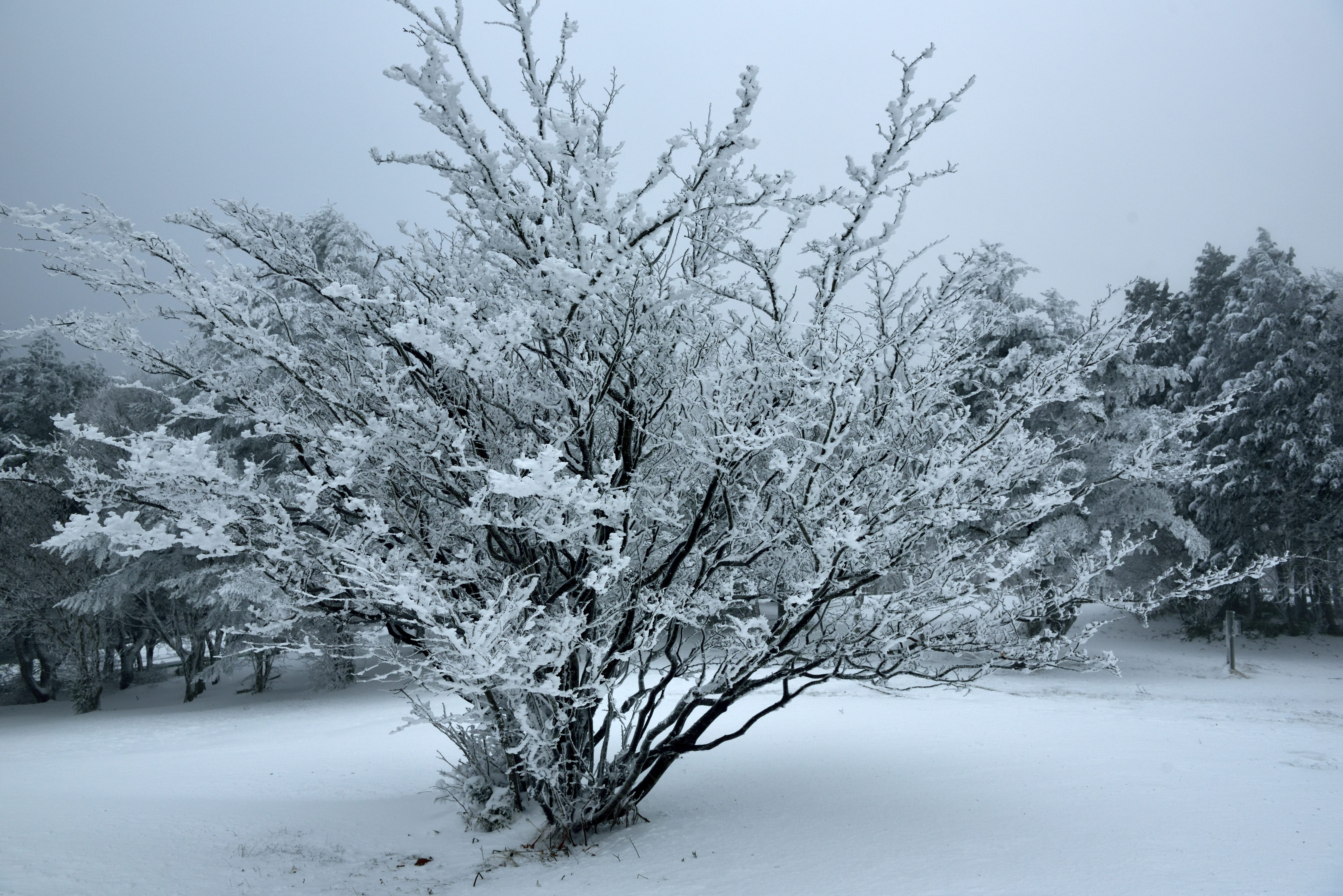 雪華
