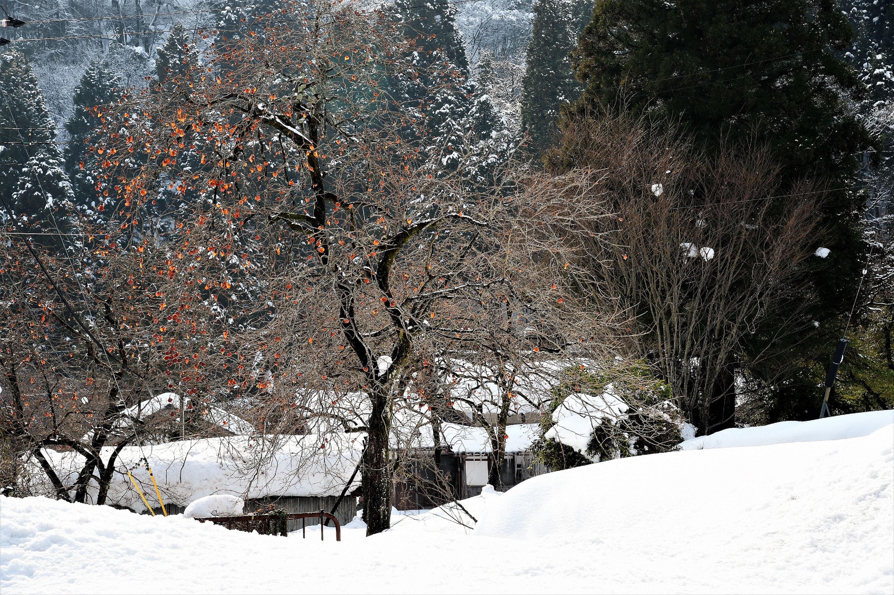 雪の残り柿 無残なり