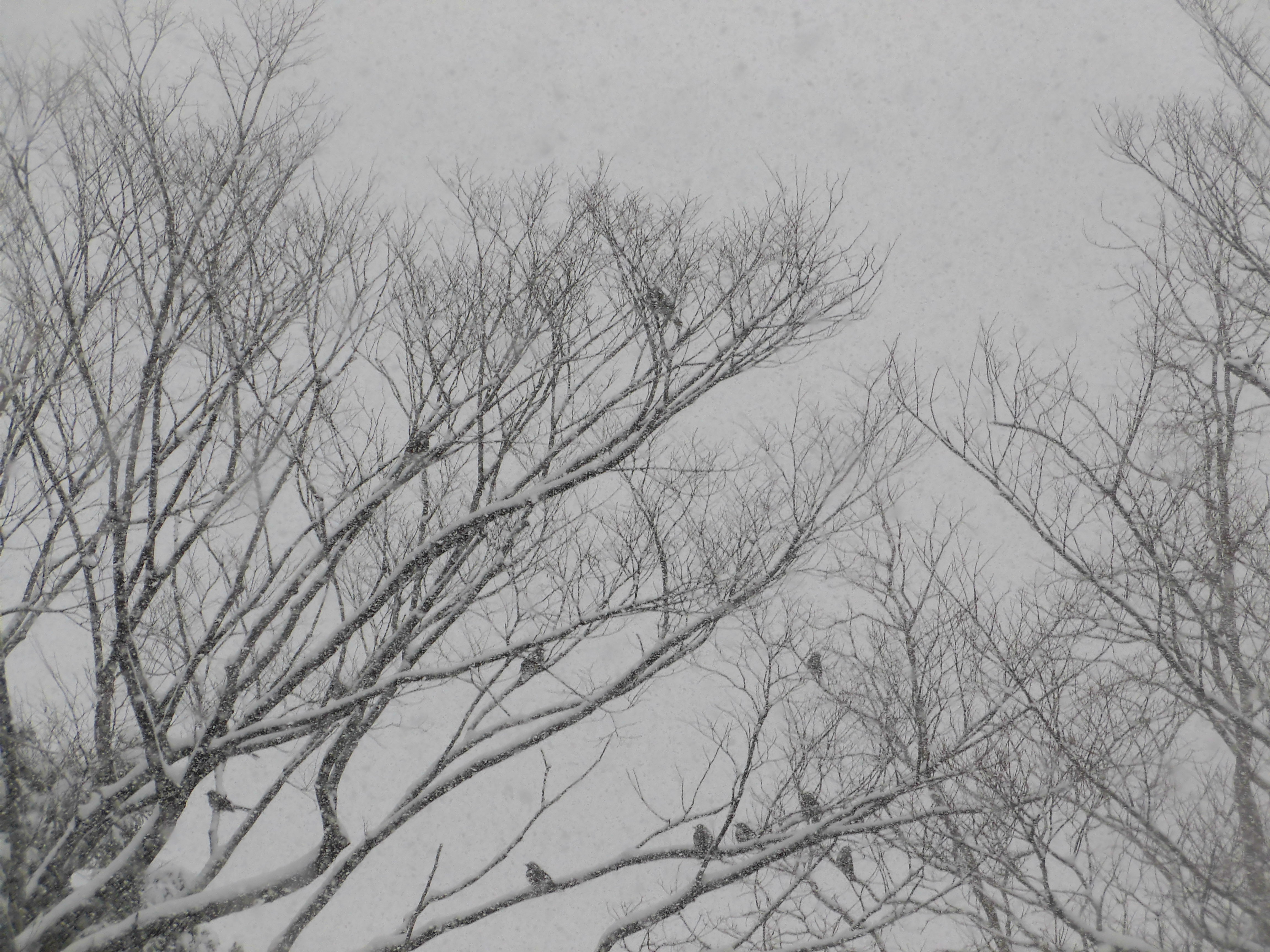 雪の中小鳥が10羽