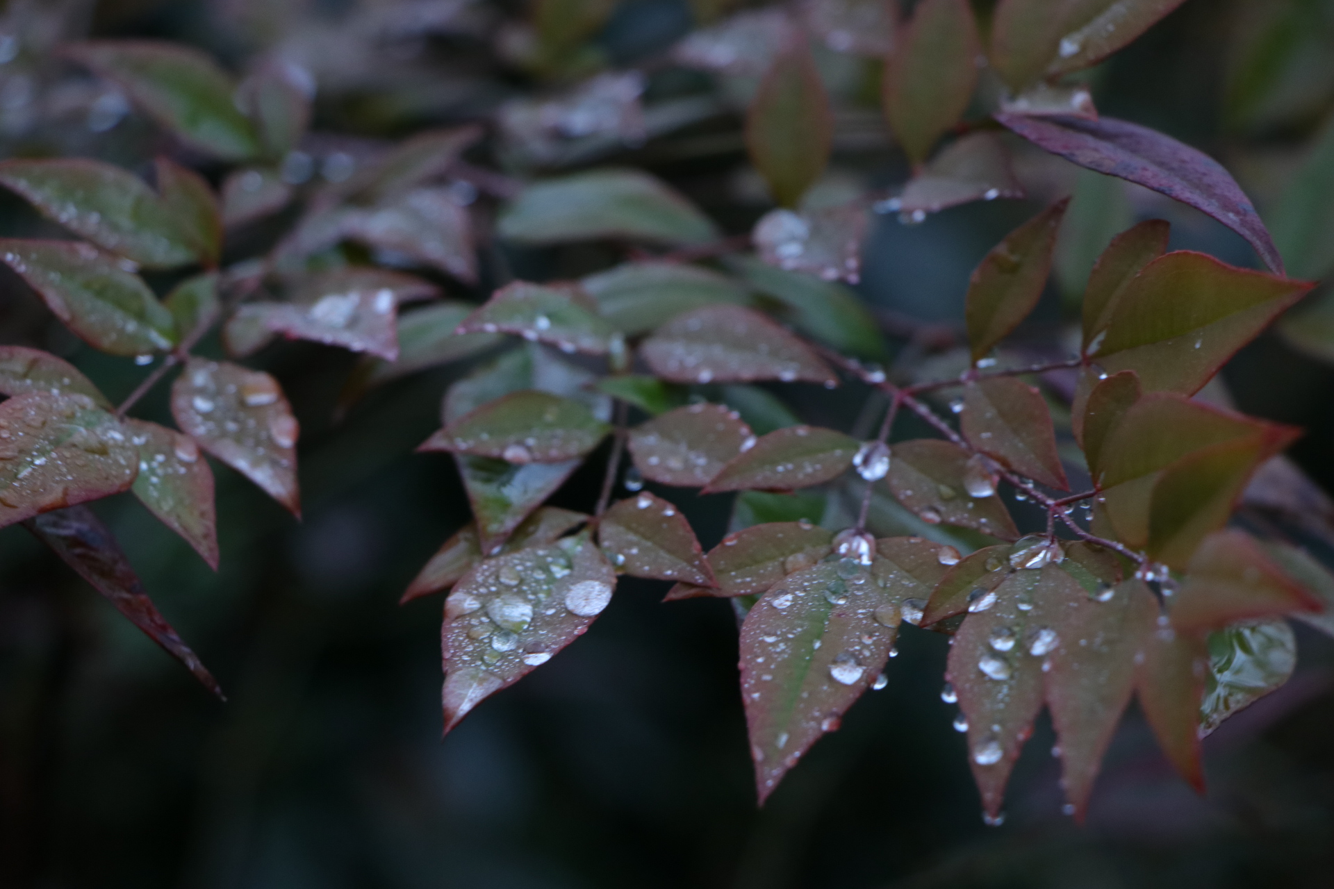 雨上がり
