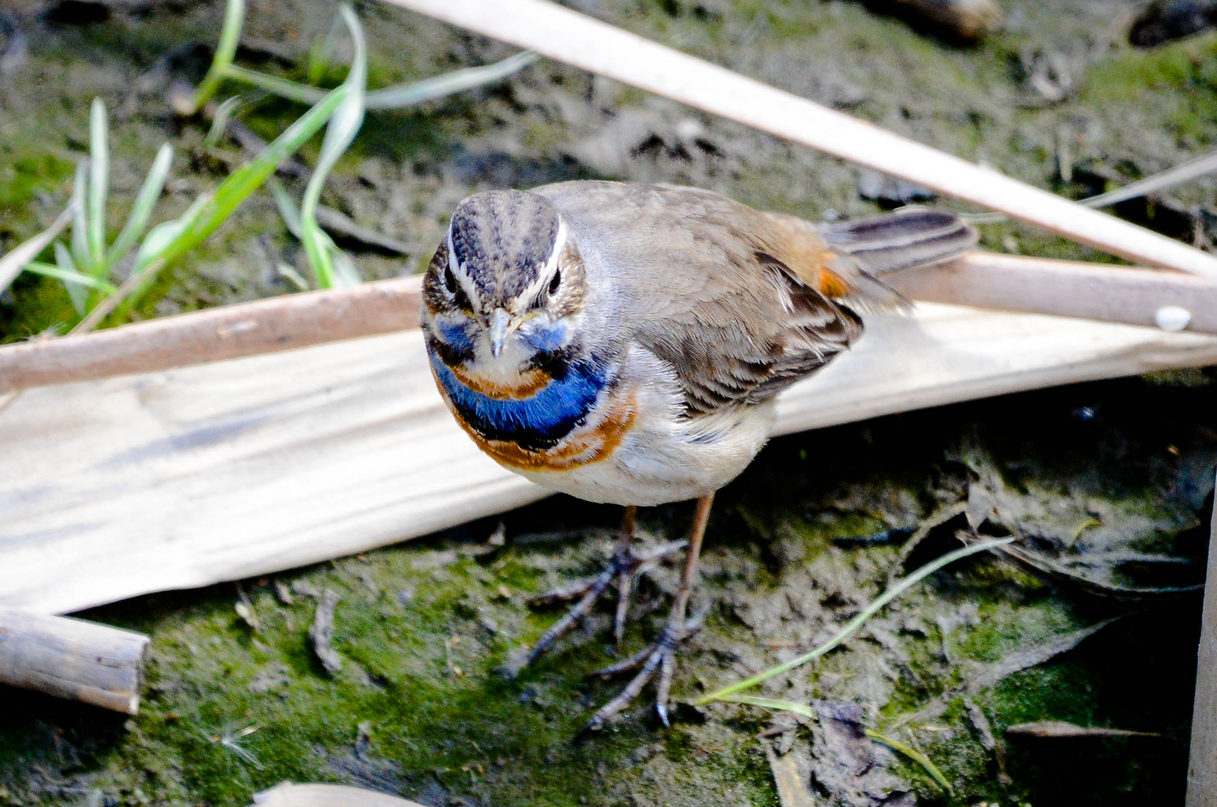 珍鳥オガワコマドリ