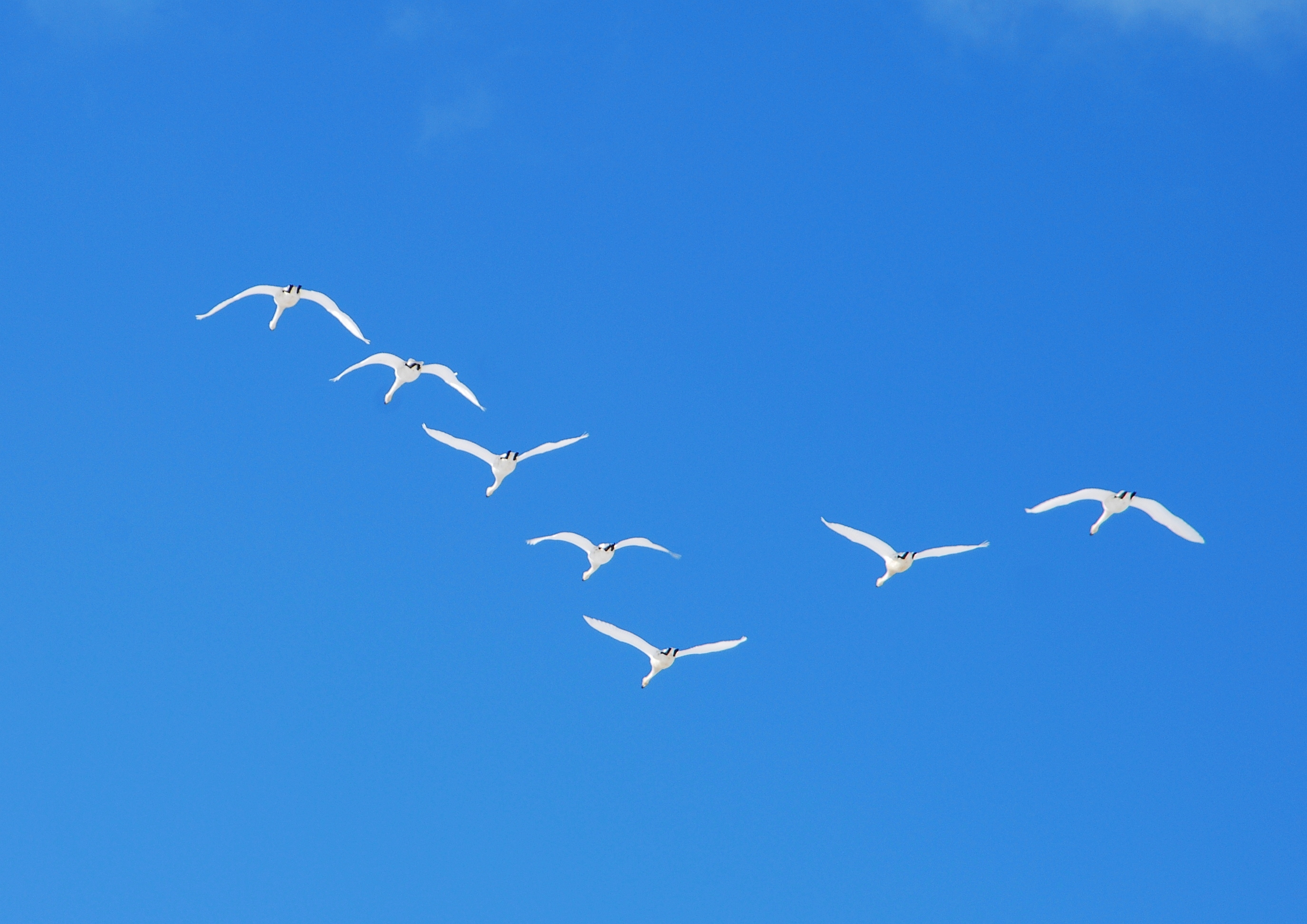 優雅に飛ぶ白鳥
