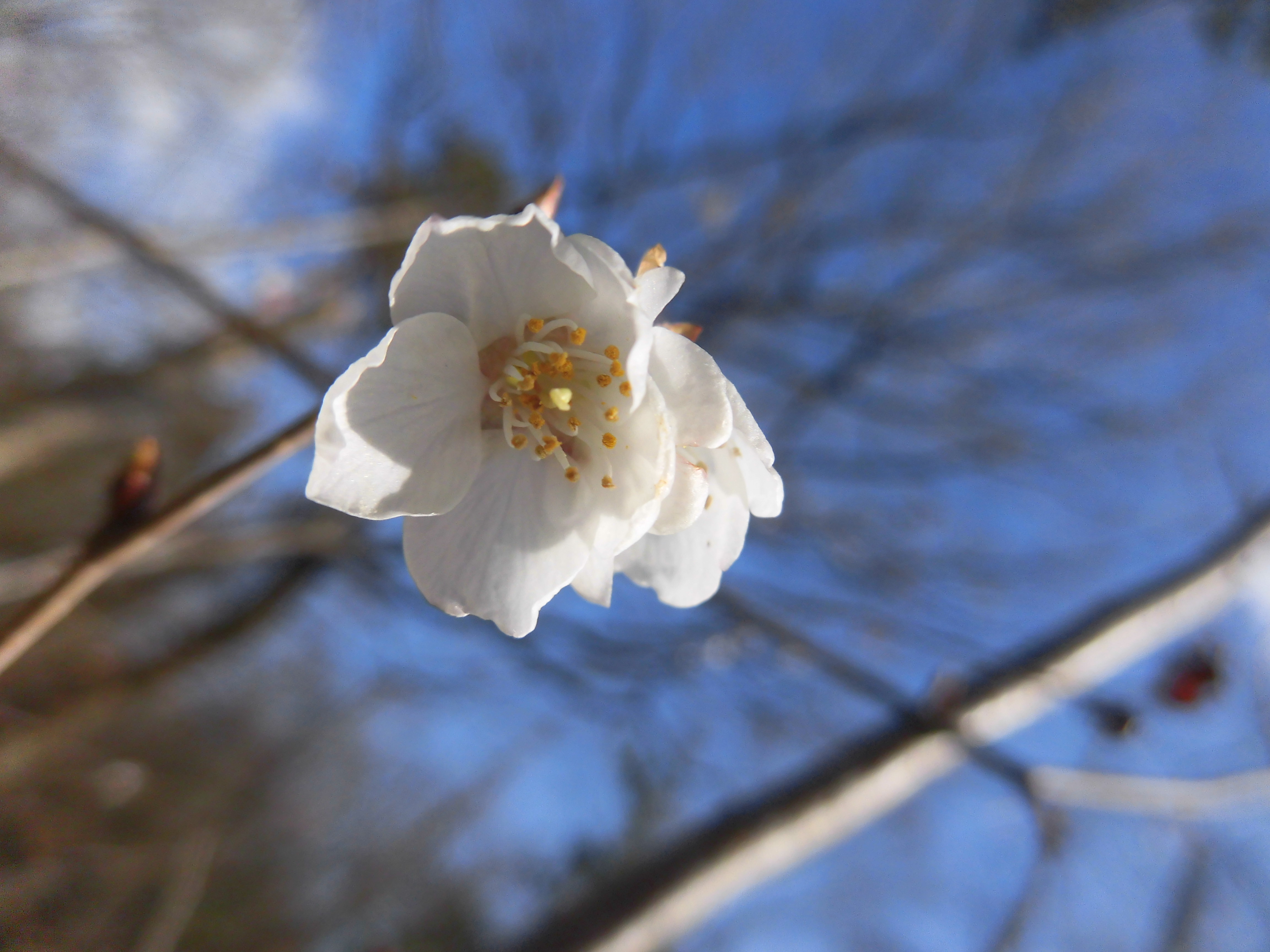 寒桜