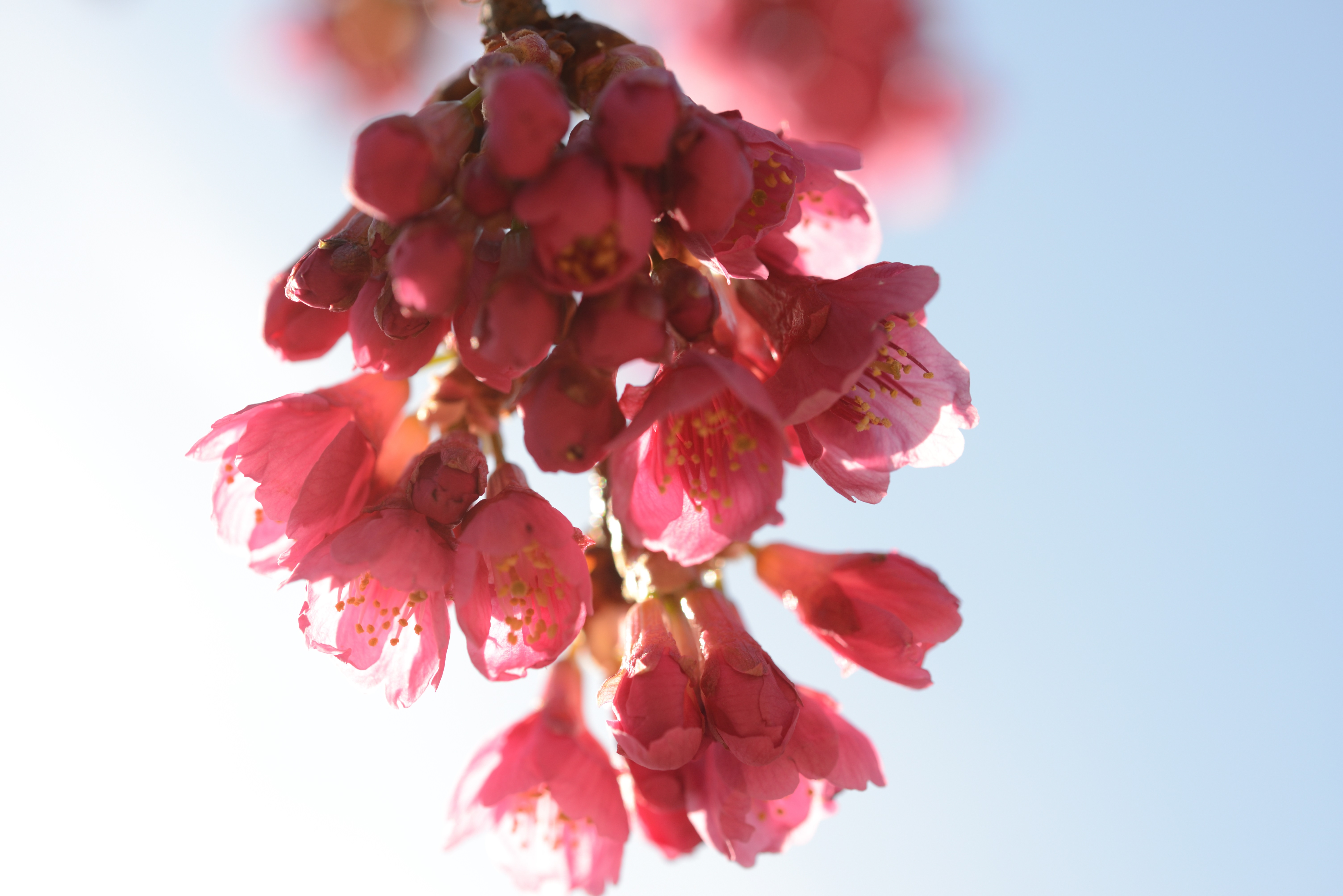 寒緋桜の花束