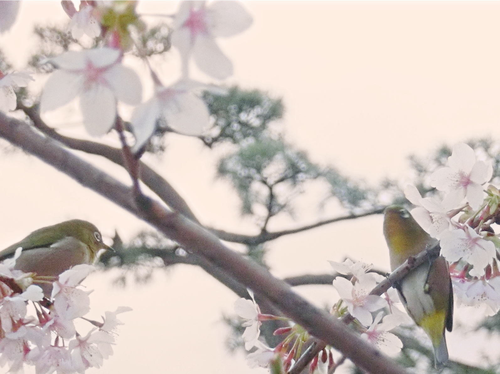 桜に酔って夕焼けて
