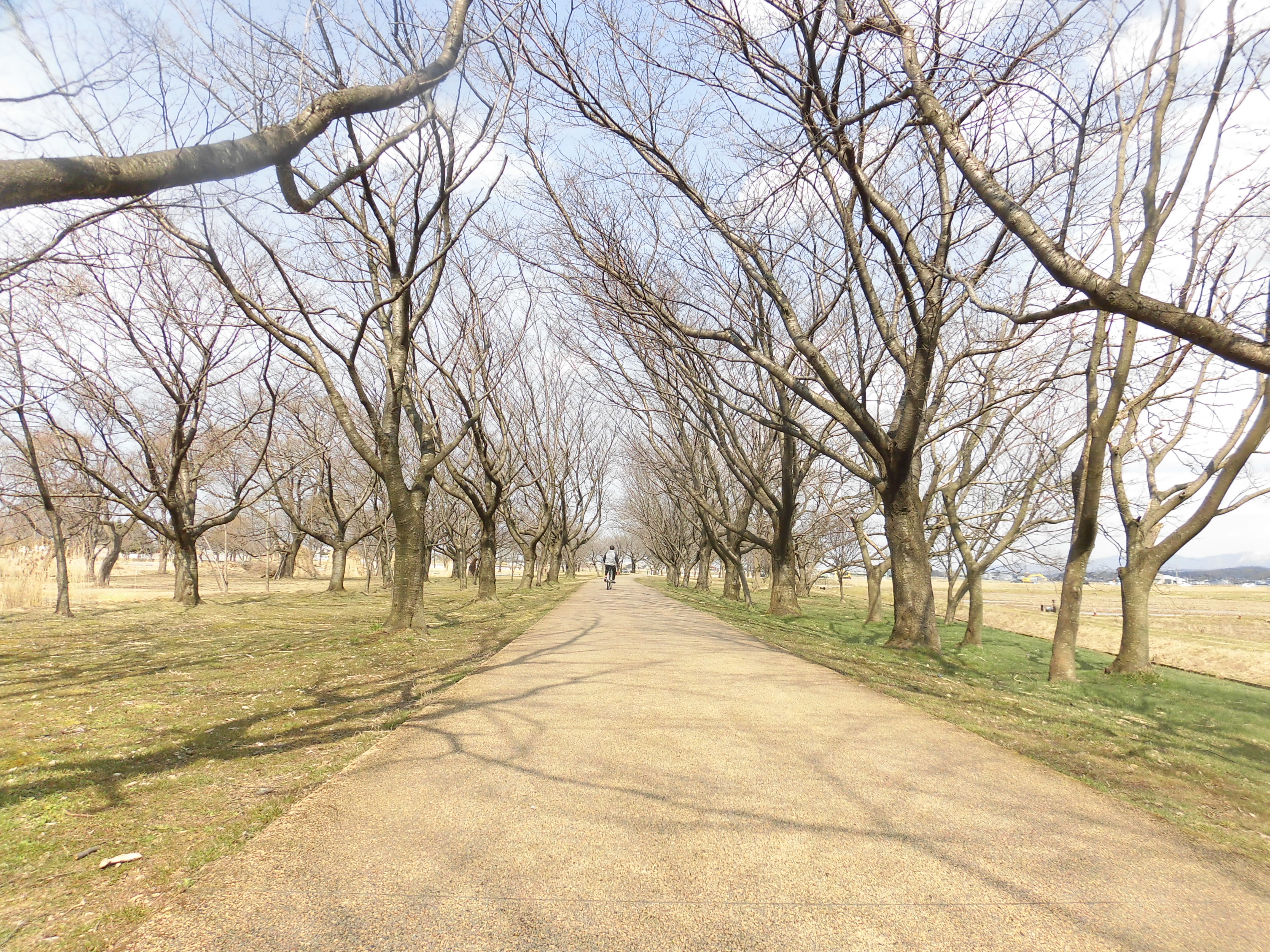 あと少しで桜満開