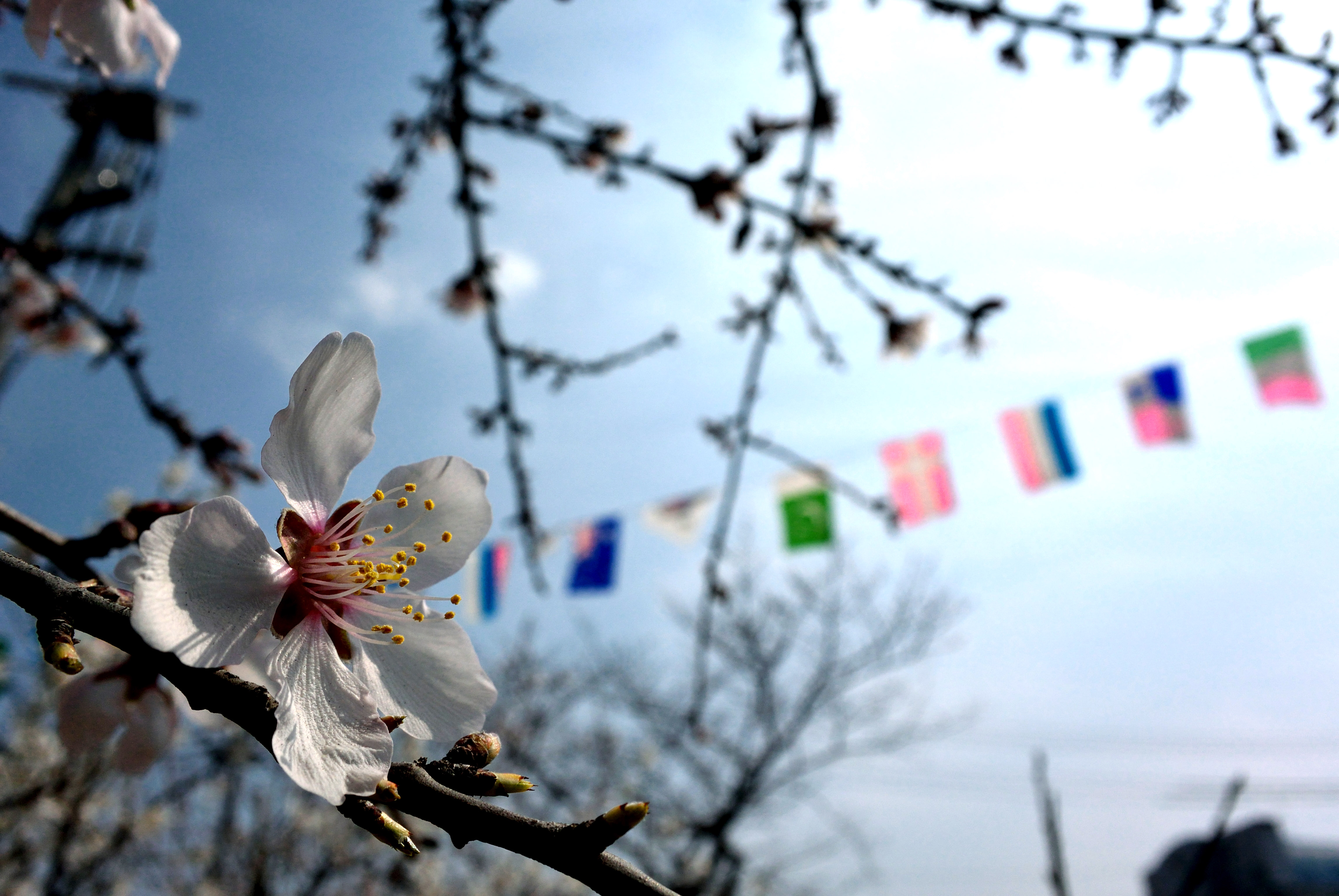 腰かけてあたたくなるのを待ってみる ~アーモンドの花Ⅱ~