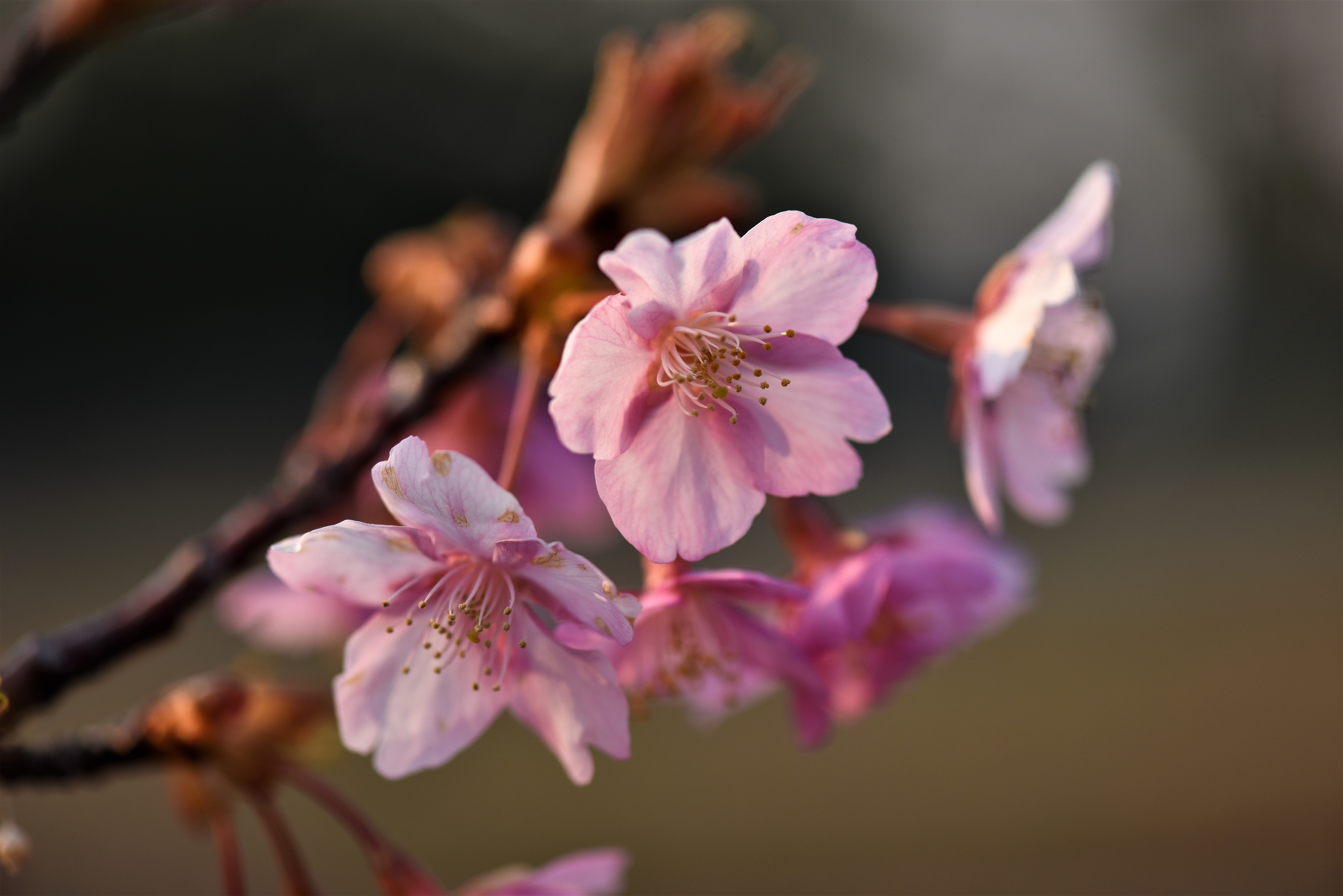 河津桜