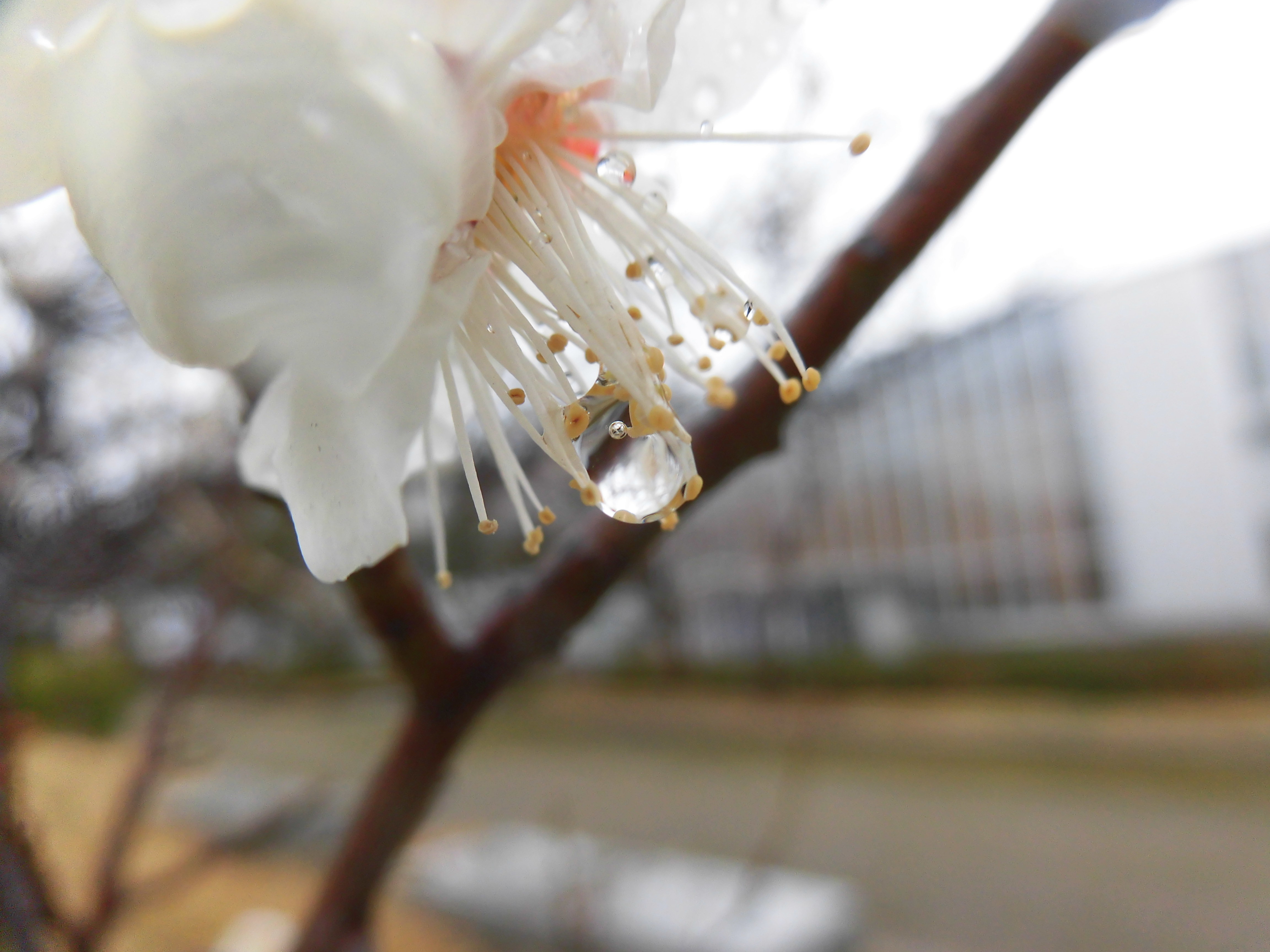桜と残像