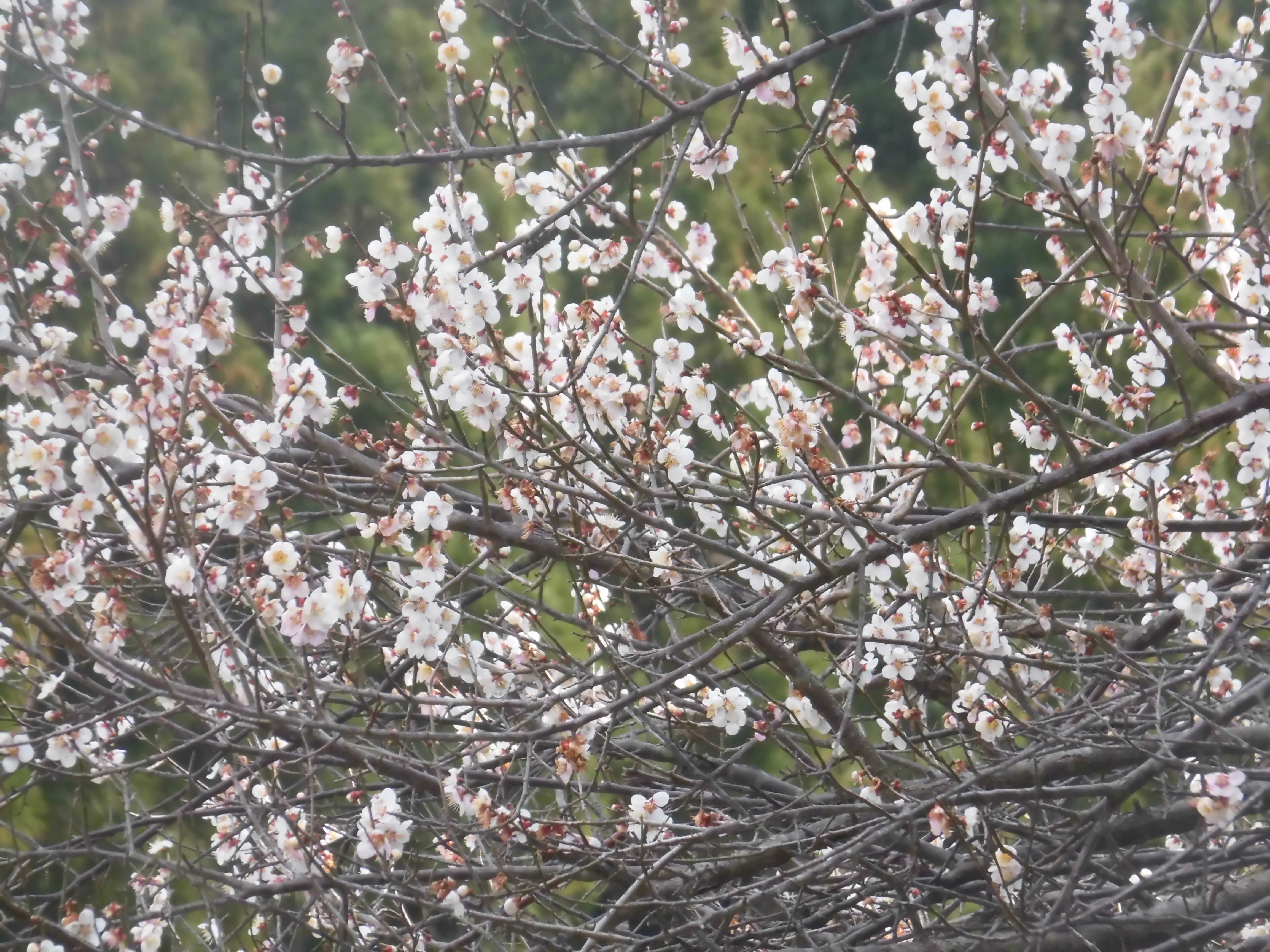 春が来たⅡ