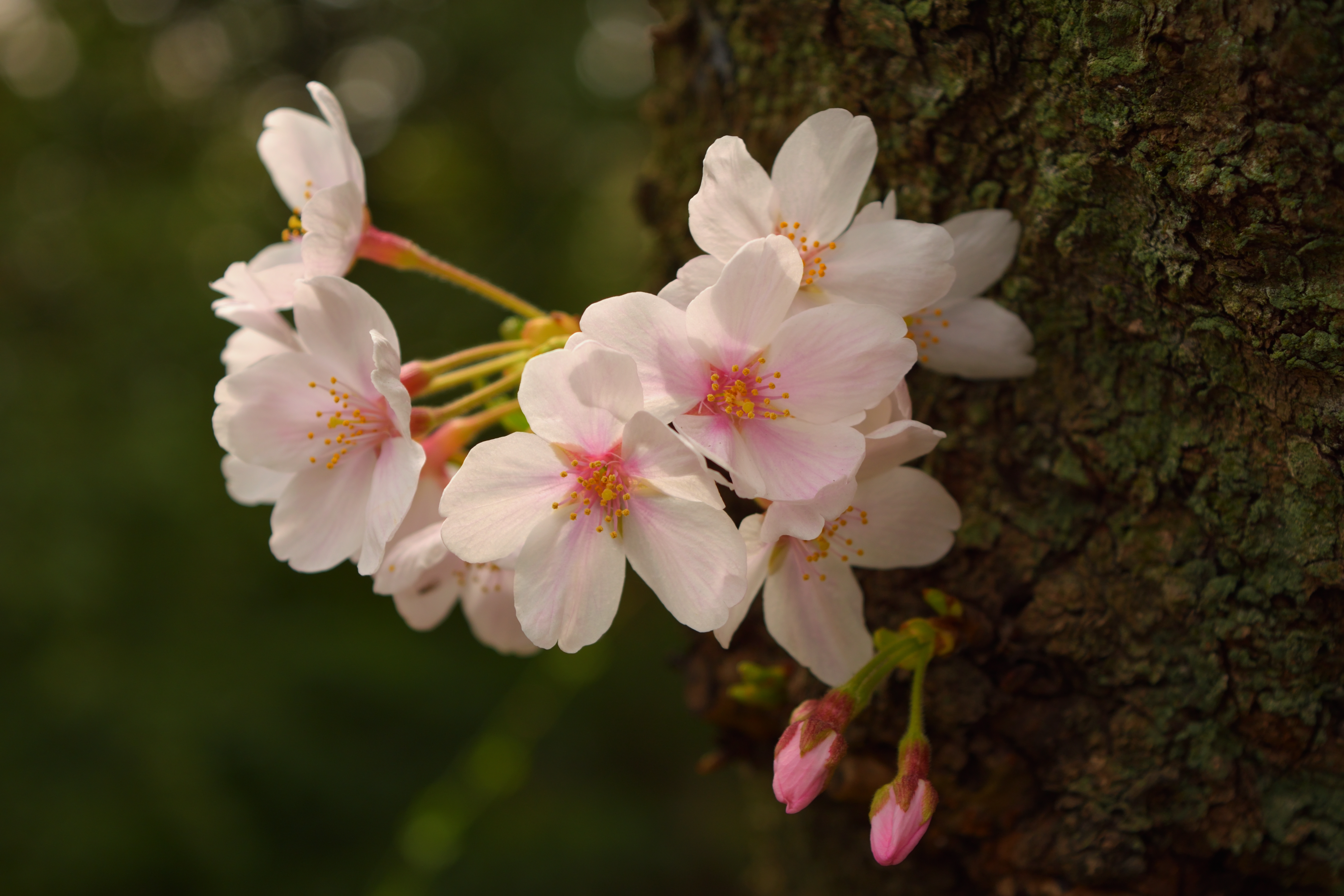 幹に咲く桜