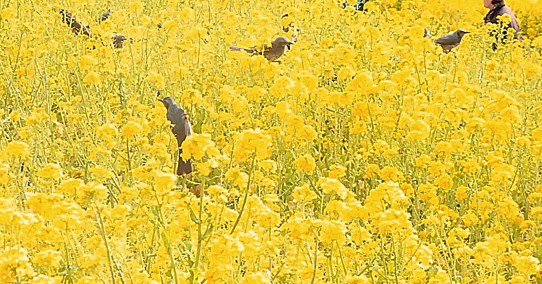 菜の花とヒヨドリ