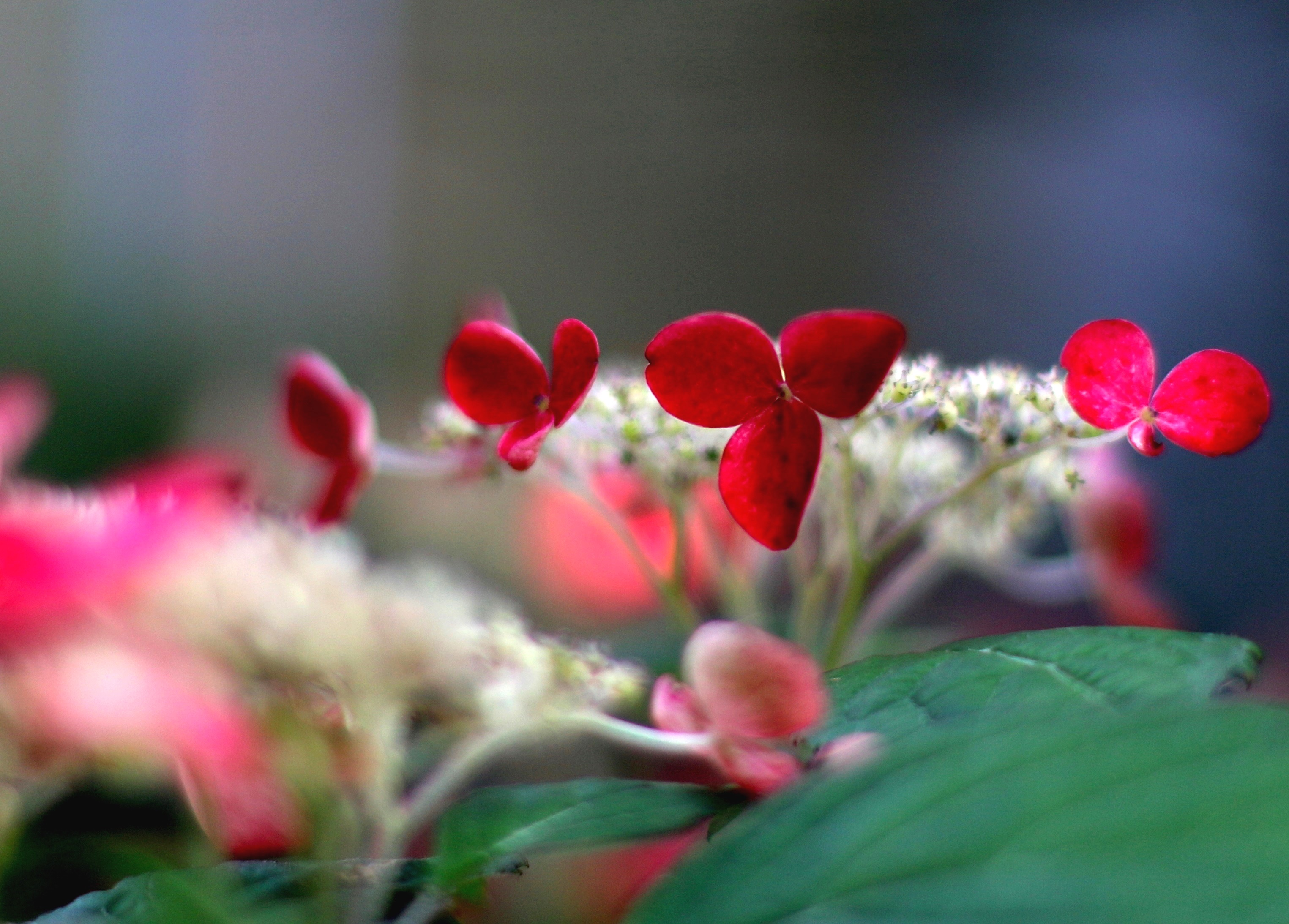山紫陽花 クレナイ