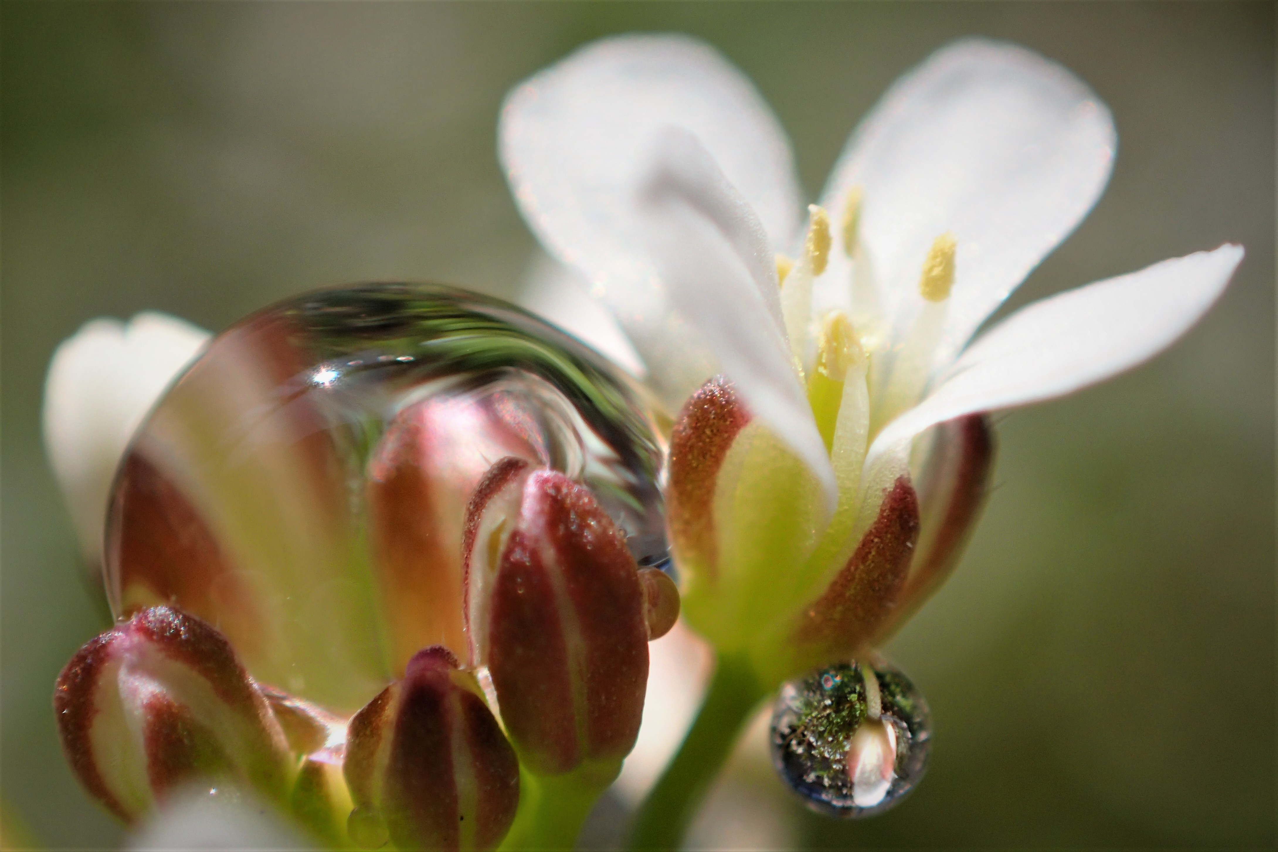 白い花と水玉