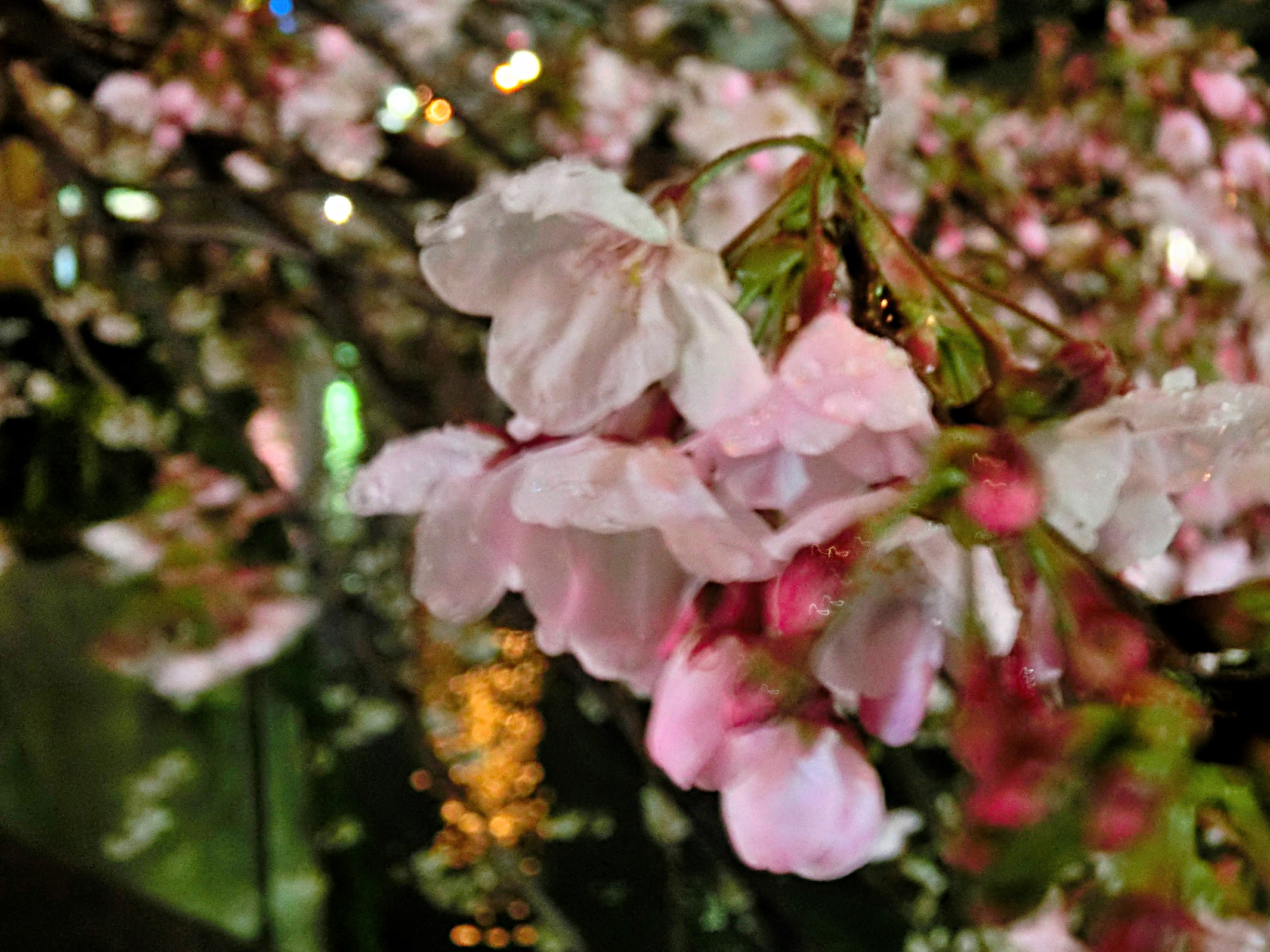 東京夜桜開演