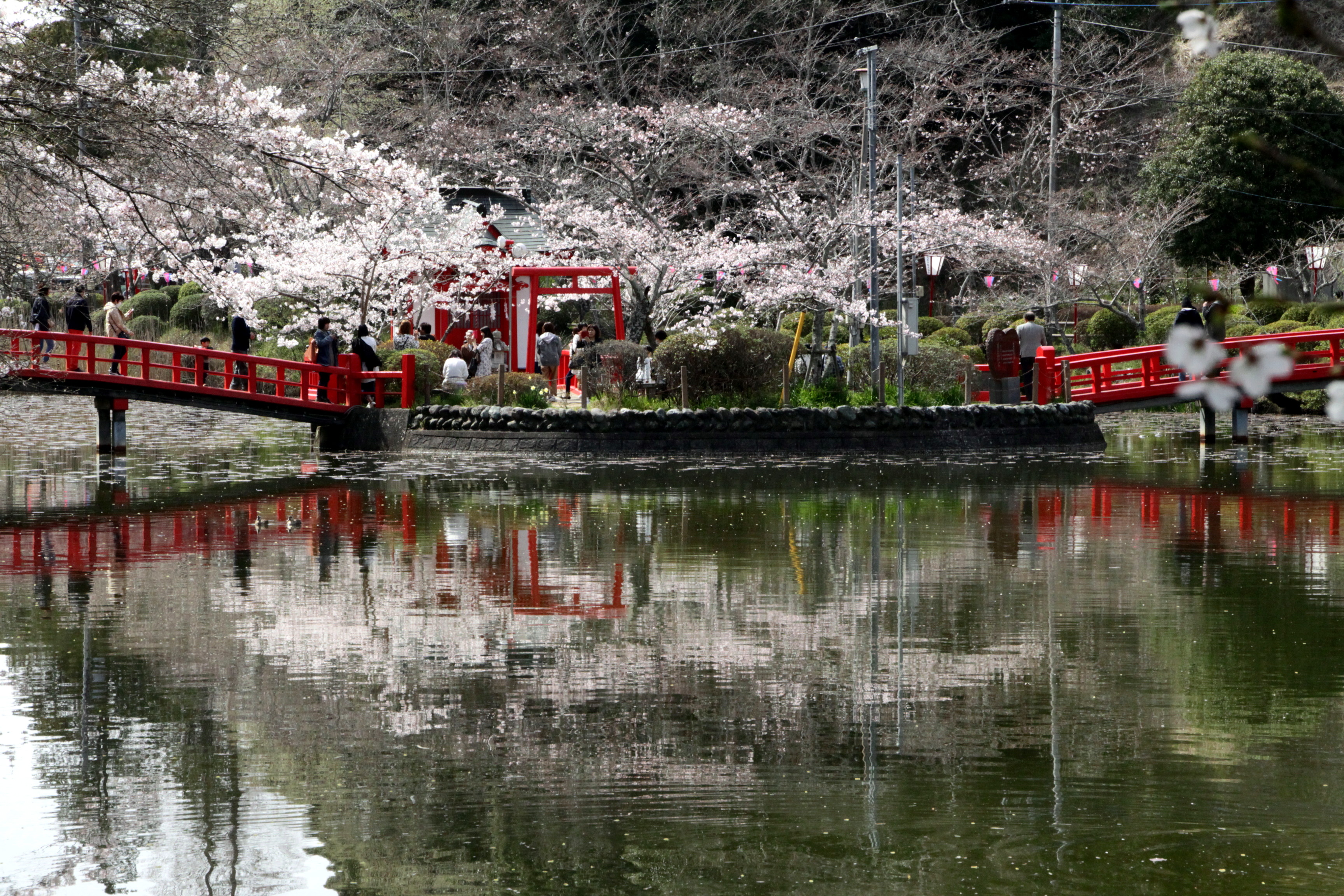 待ち侘びてた花見