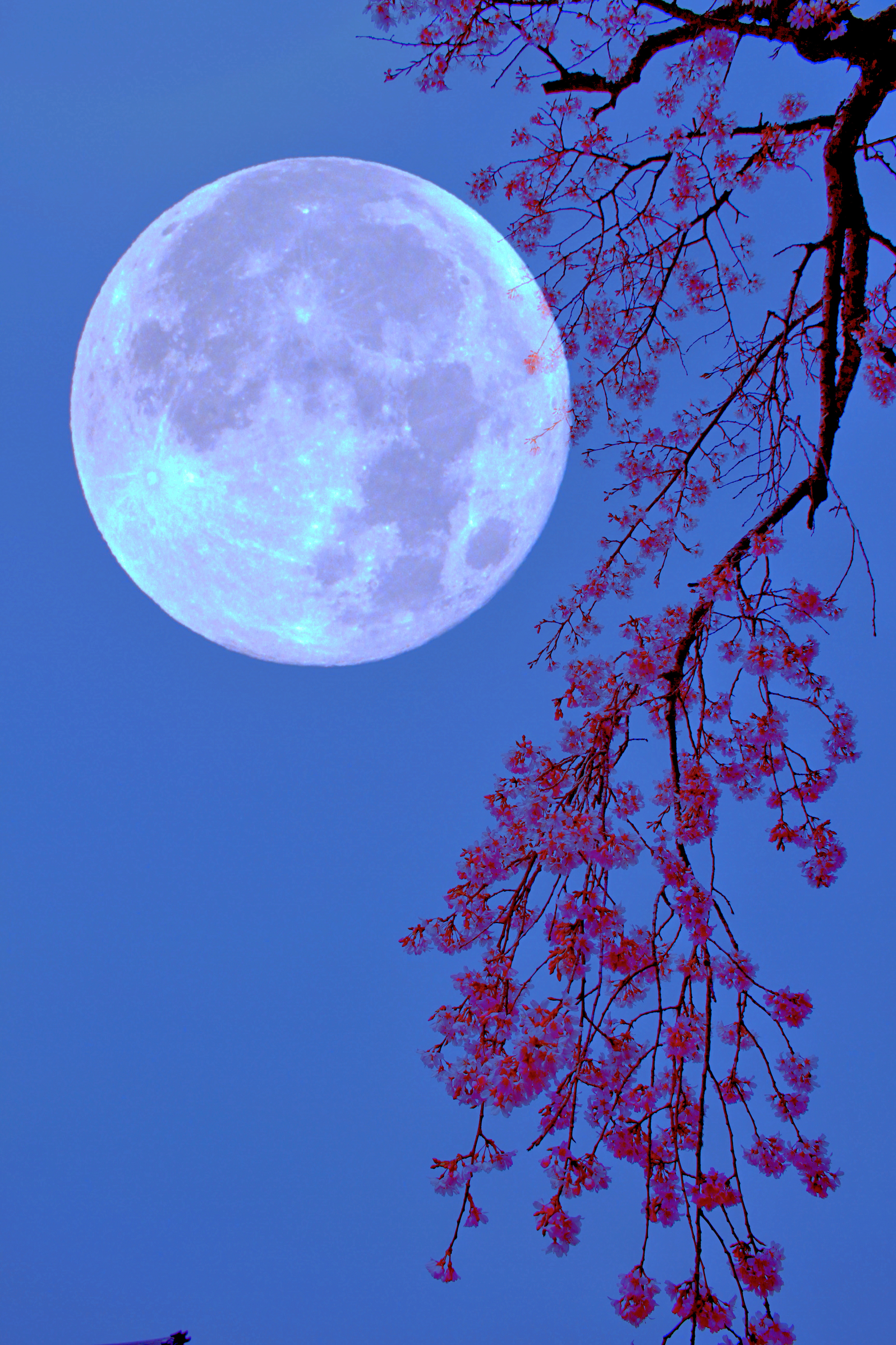月見枝垂れ桜