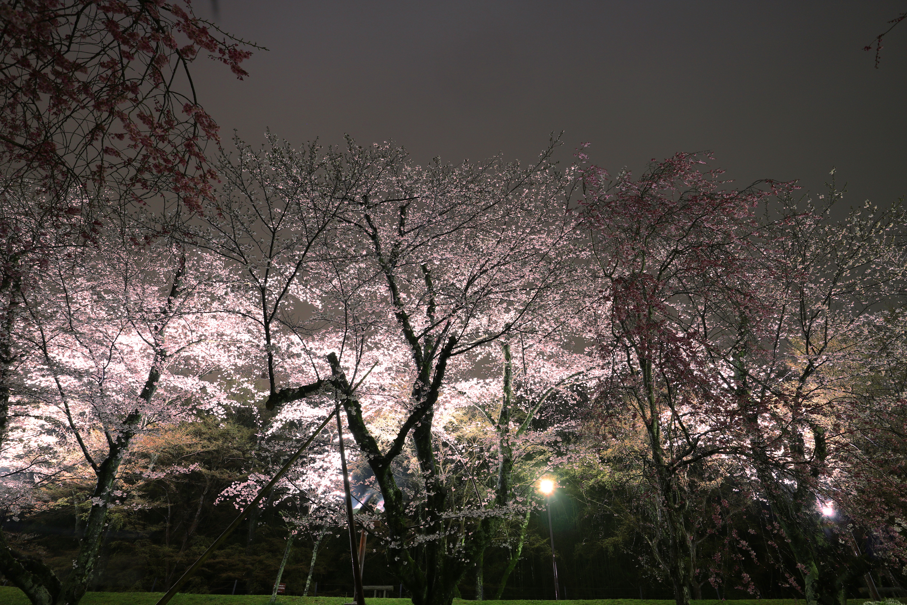 雨の夜桜 壱