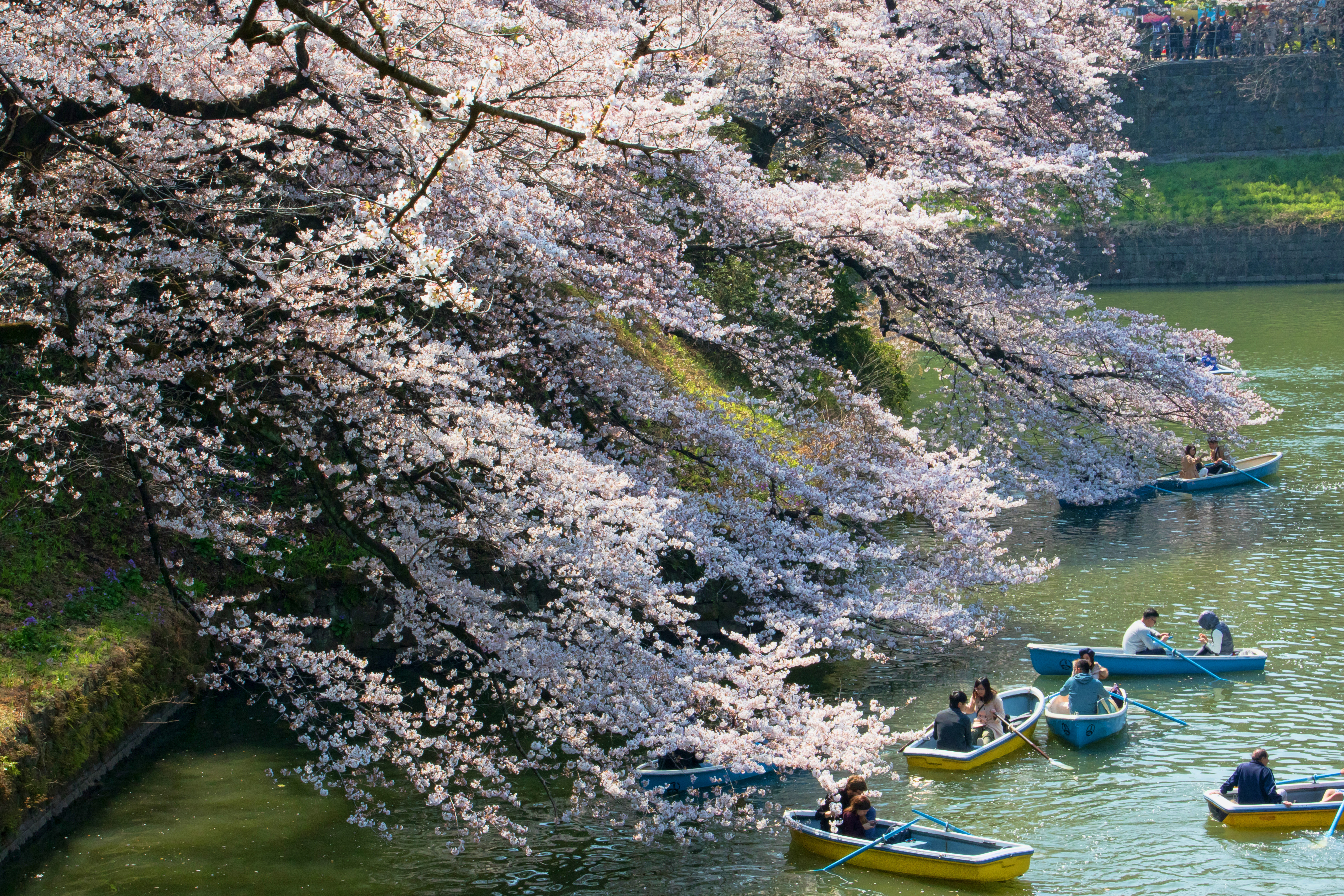 桜日和