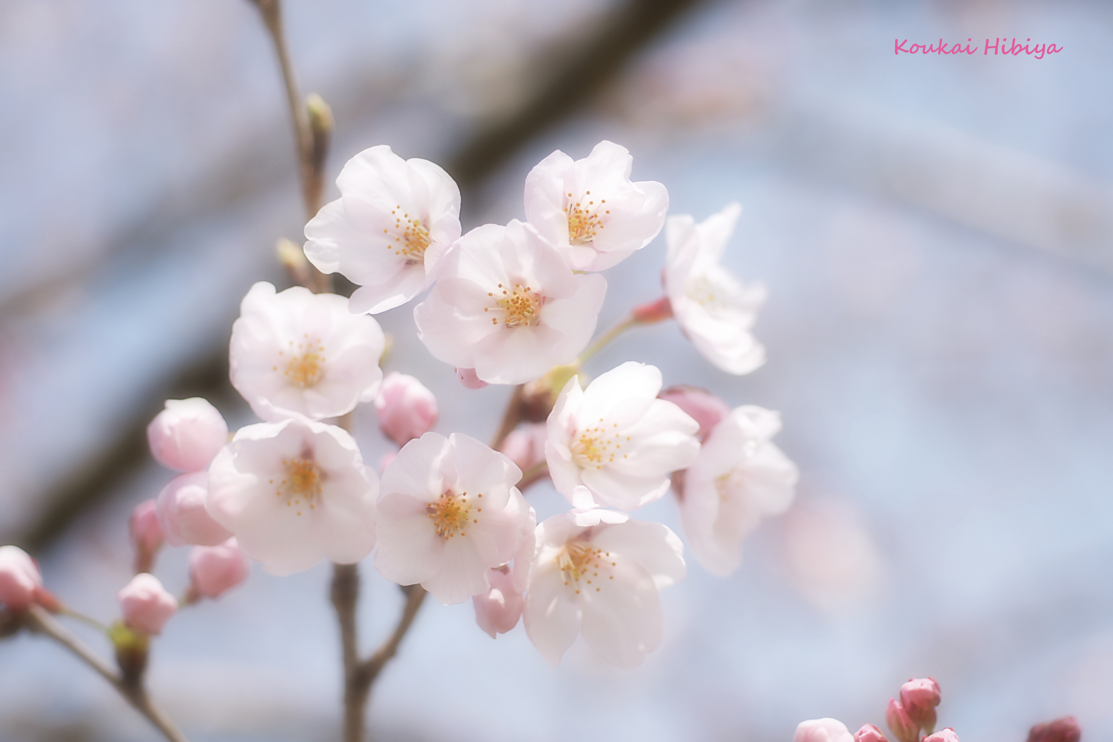 桜の花