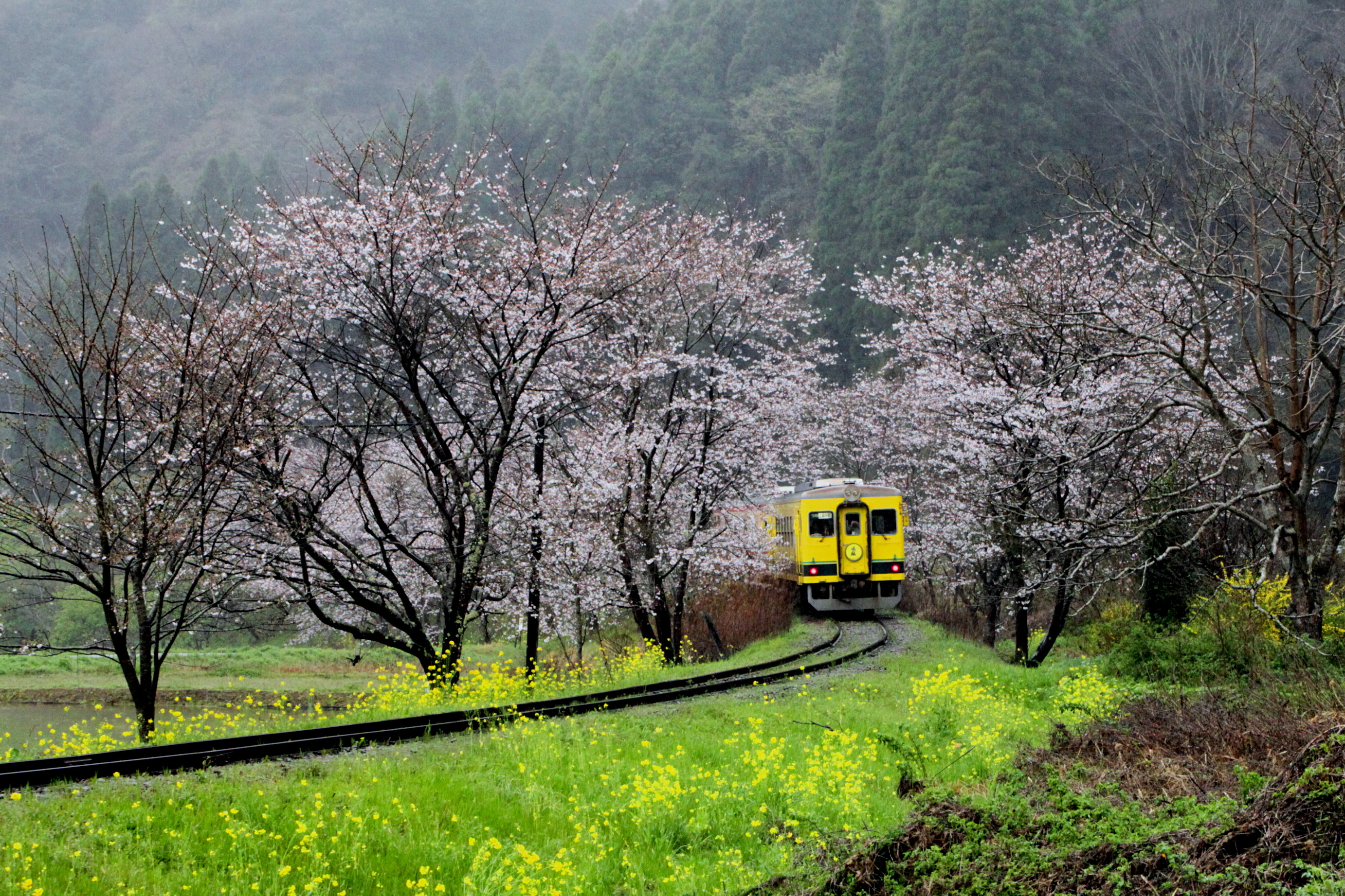 春の通り路