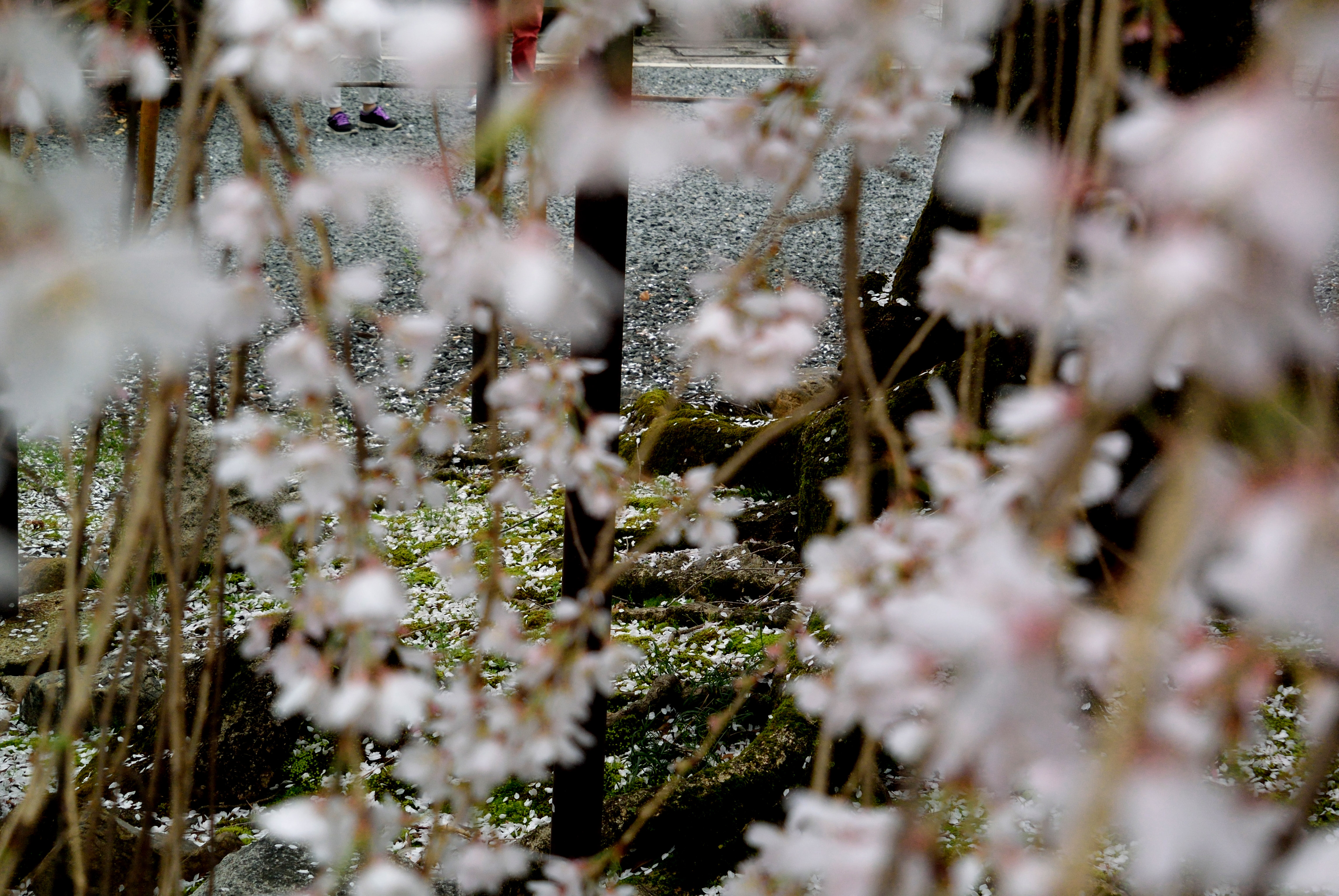 舞い落ちる ~しだれ桜Ⅰ~