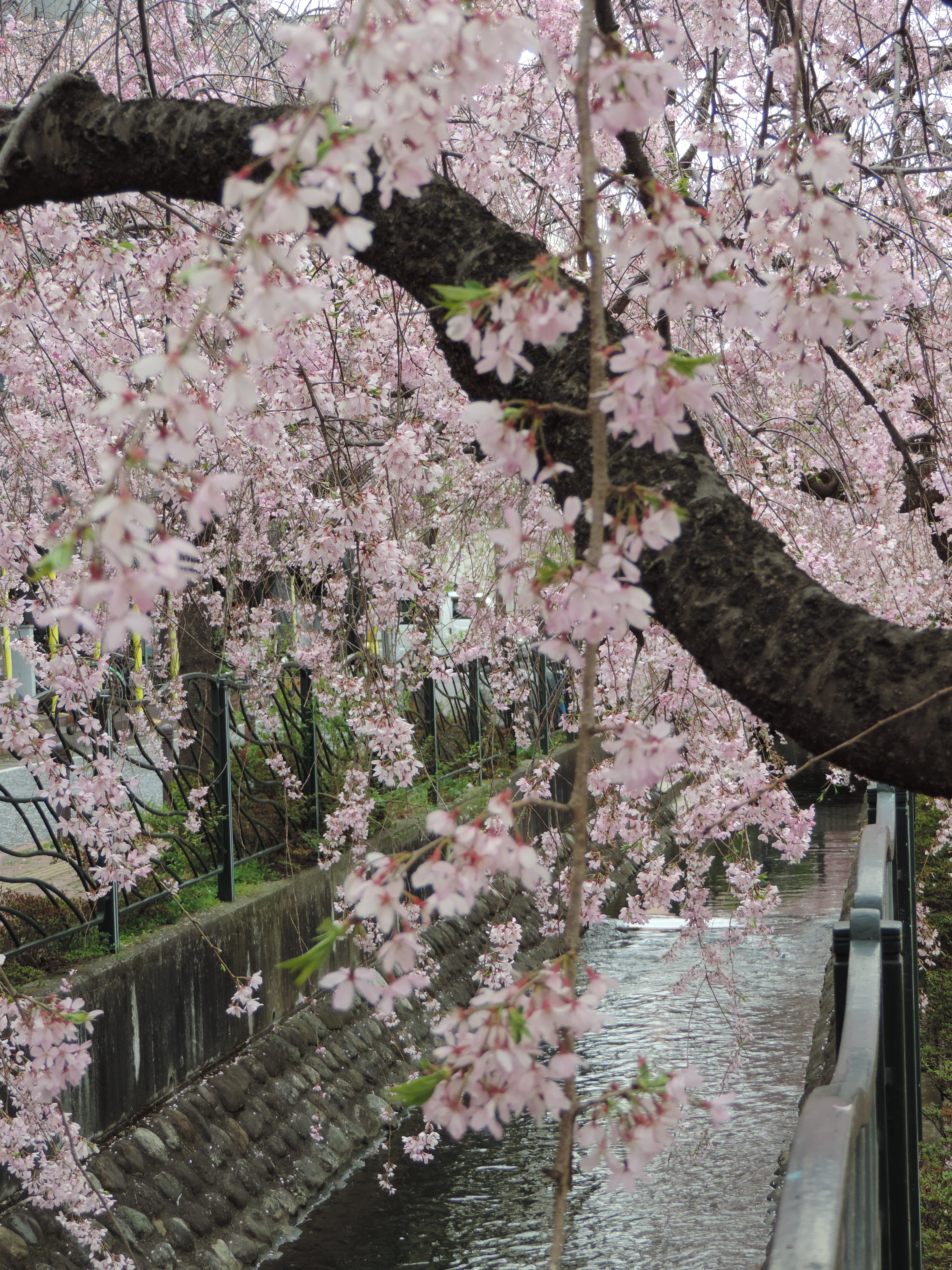 用水路にかかる枝垂れ桜